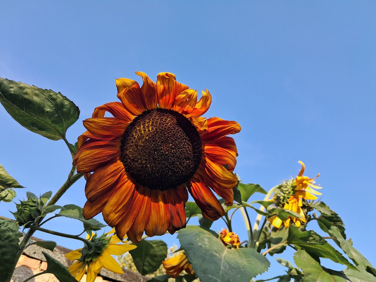 Close-up tour of a Northampton garden in full summer bloom