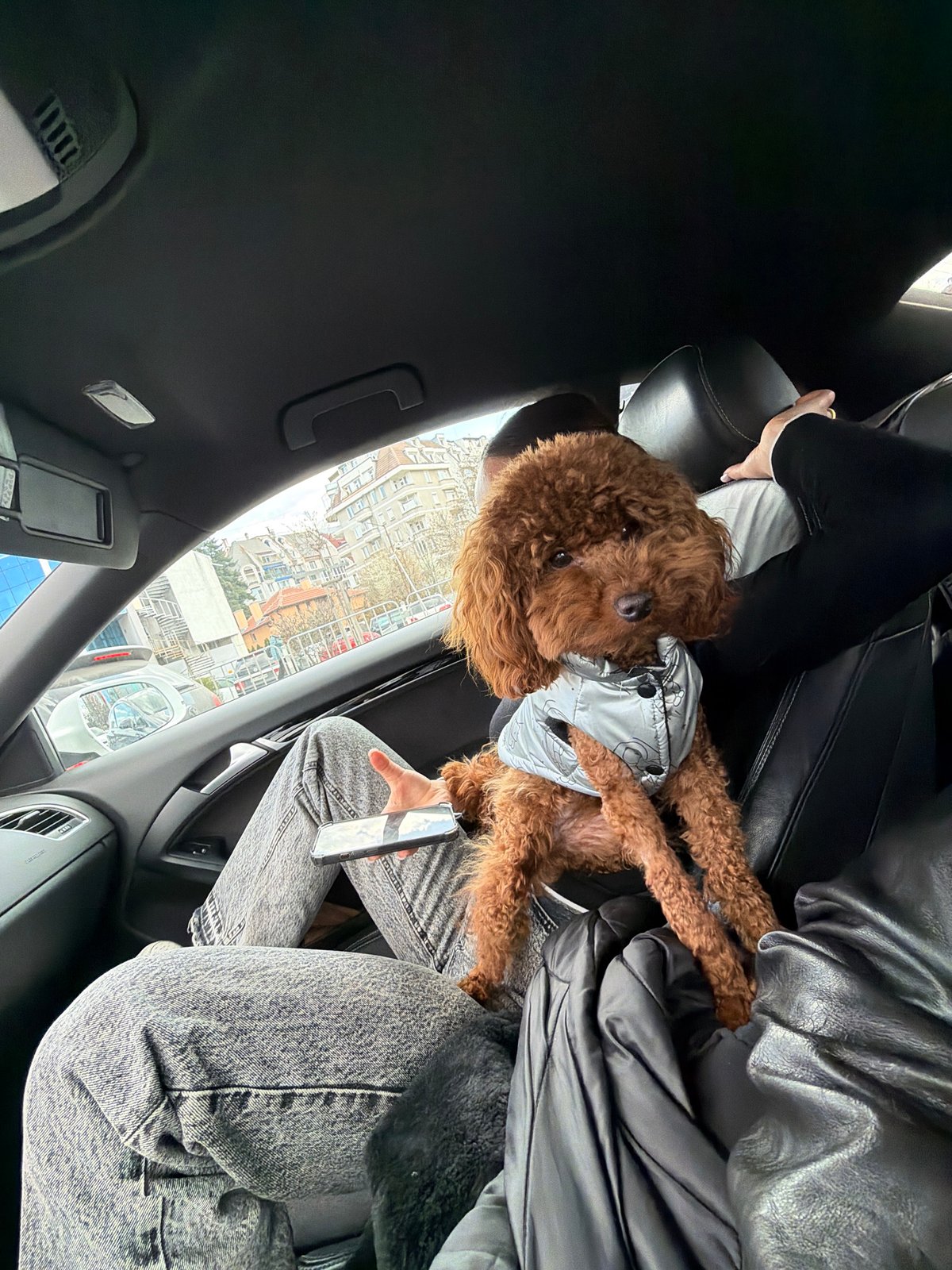 Car journey through Sofia with dog and traffic scenes