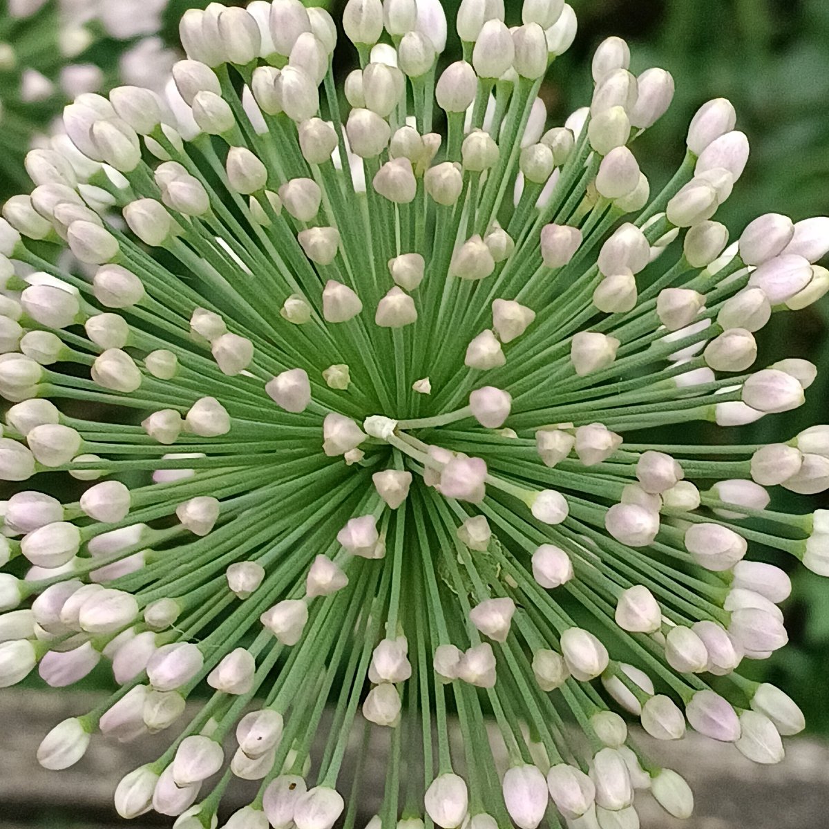 Bumblebee on white flower, allium buds close by