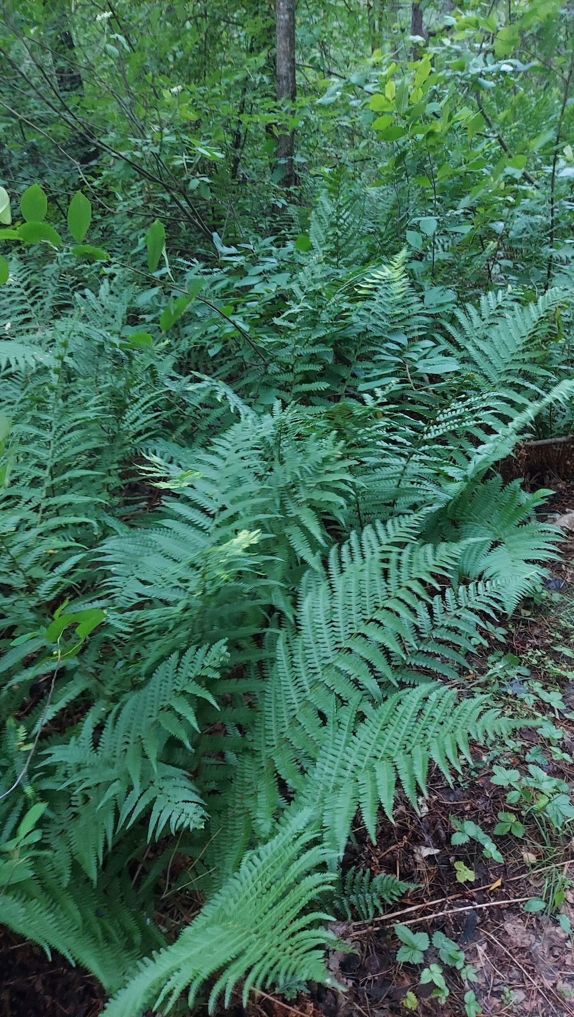 Forest foraging walk near Brest finds wild berries