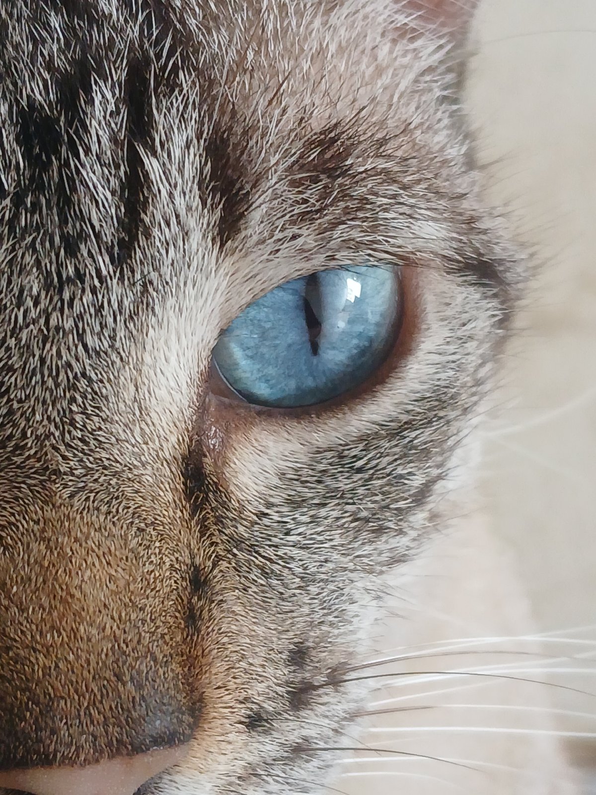 Blue-eyed cat photographed in close detail in Ciudad Guayana