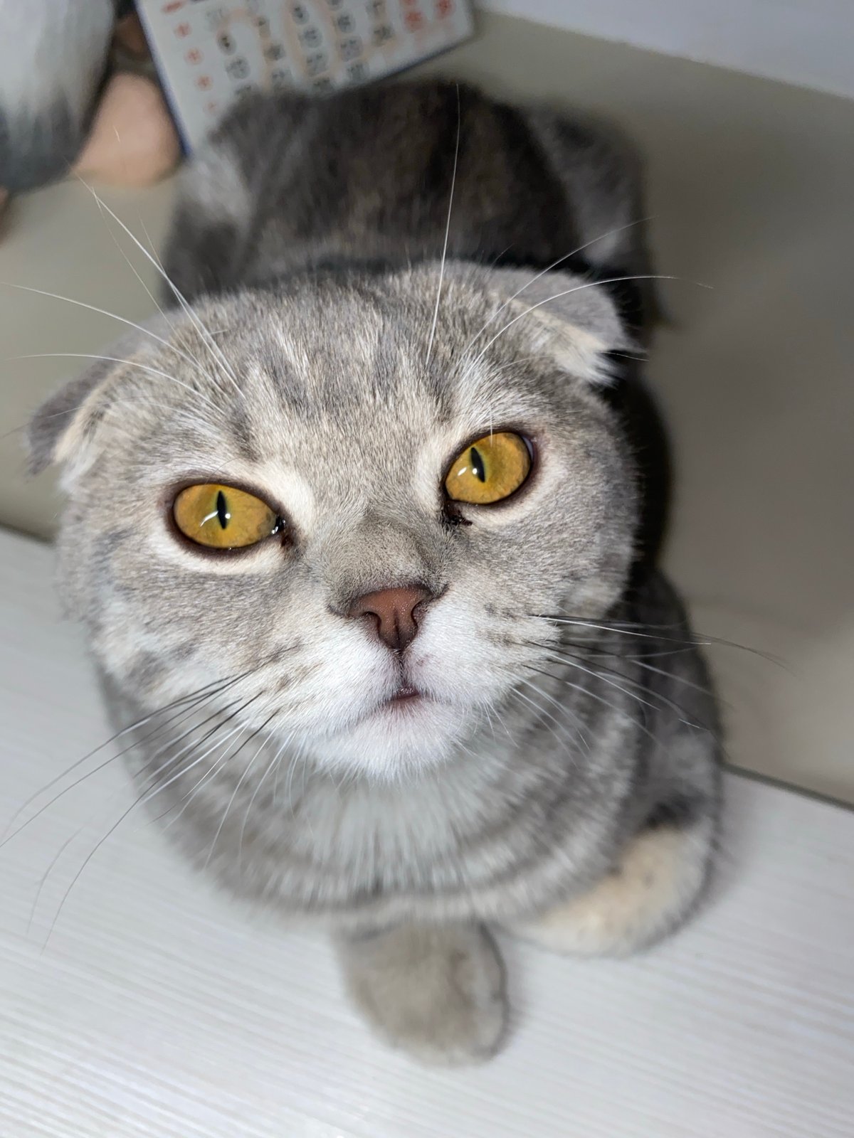 Portrait session captures cat, dog, and child in intimate photographs