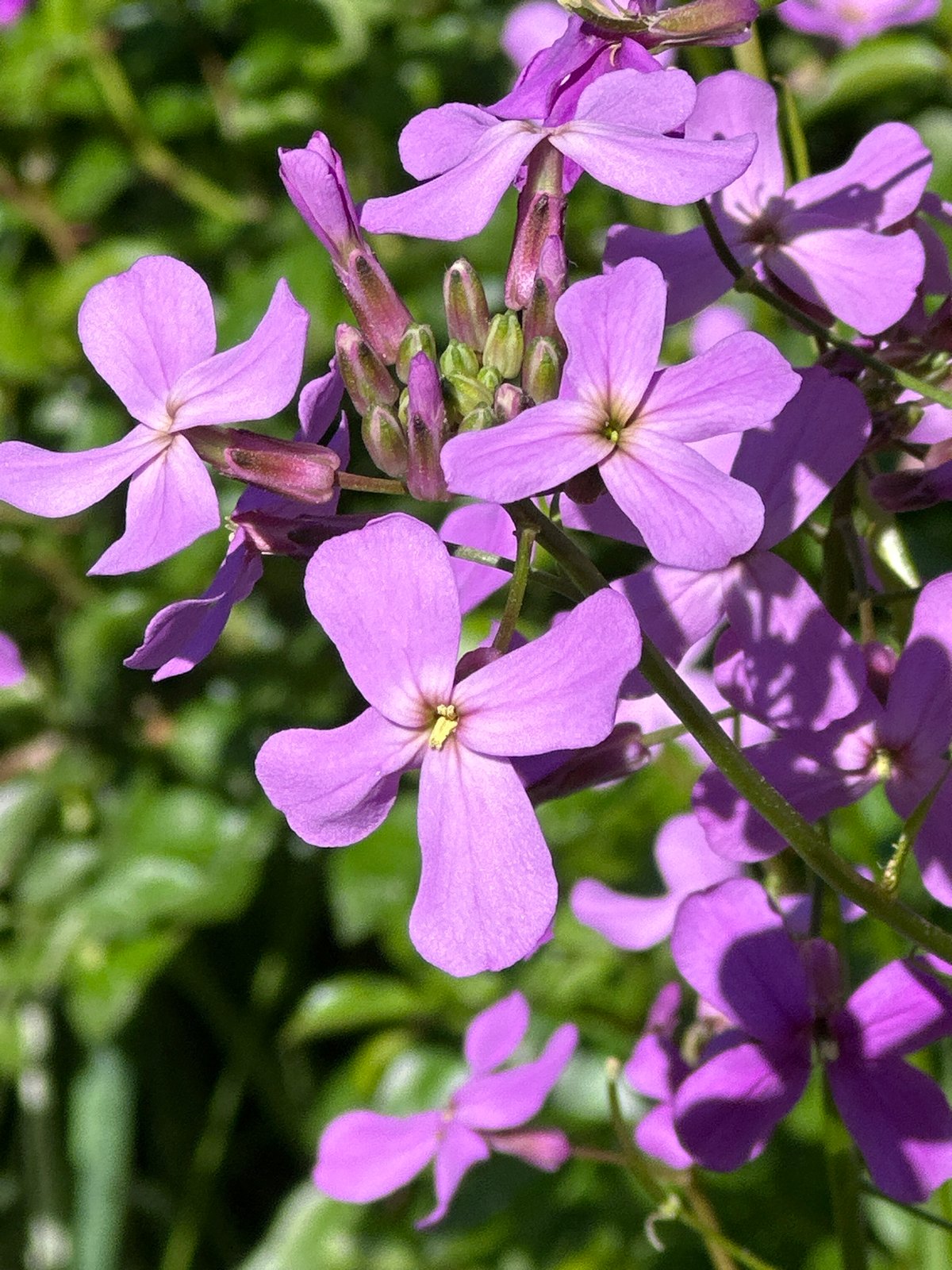 Morning garden walk captures flowers and street scenes in Minsk