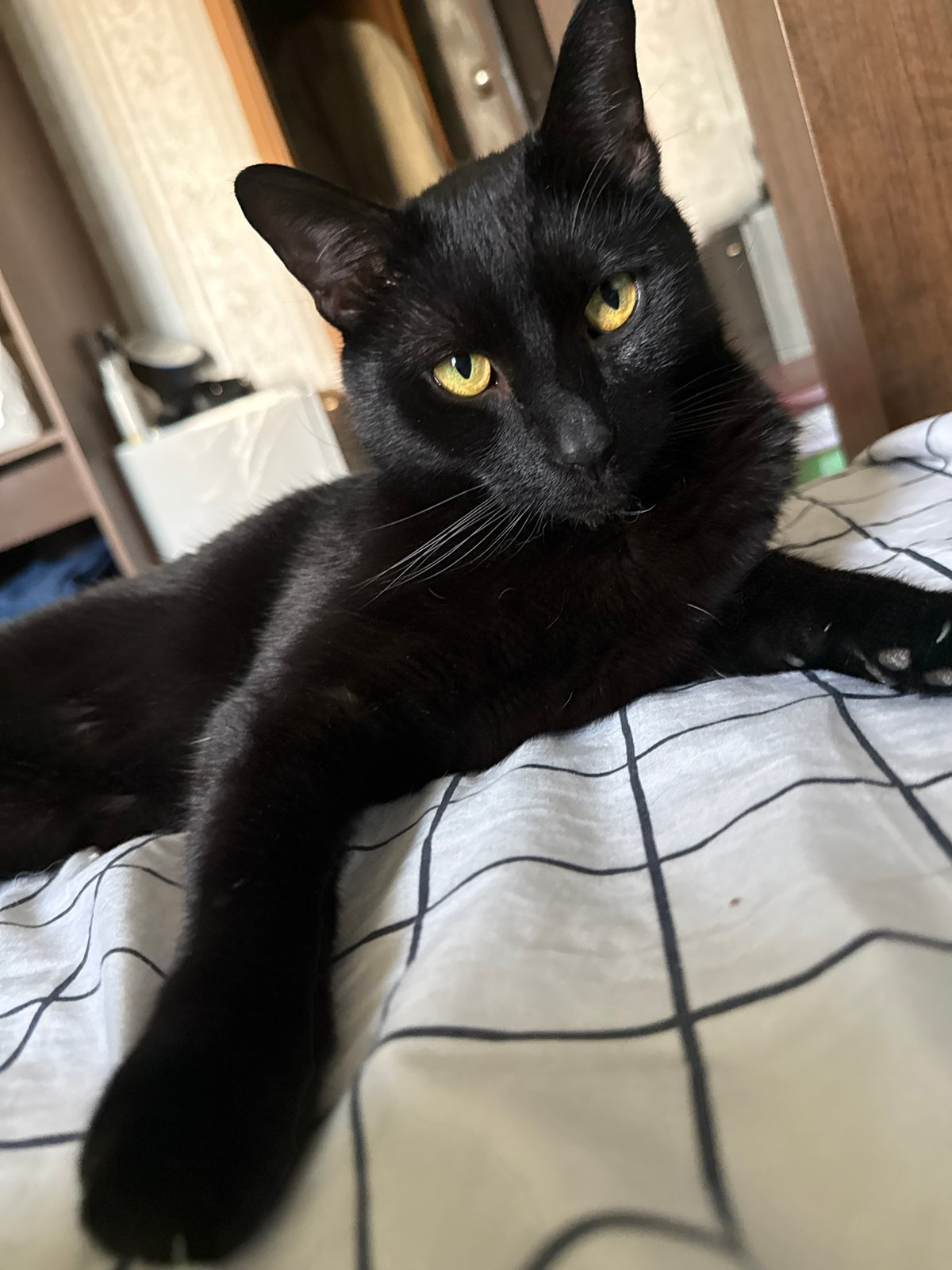 Morning pet moments captured in Khimki bedroom