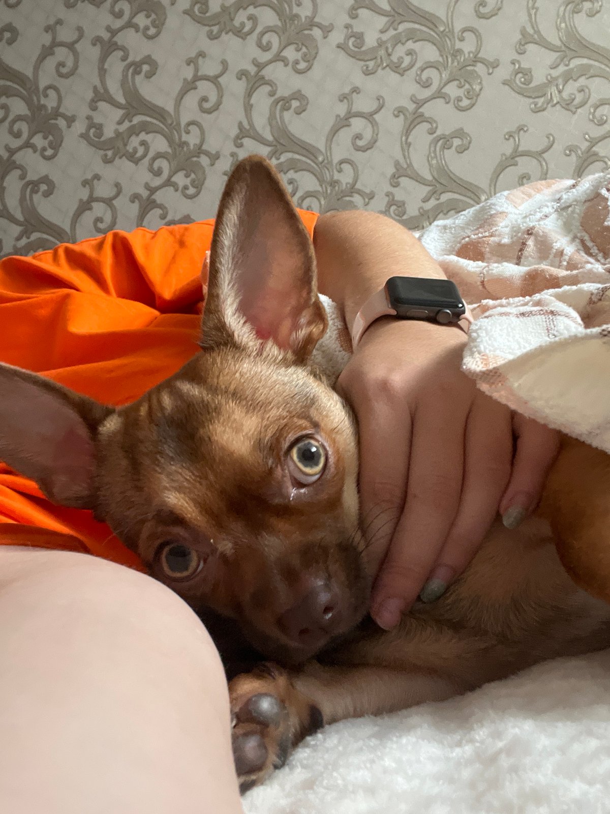Chihuahua and its people sharing a slow morning in Astrakhan
