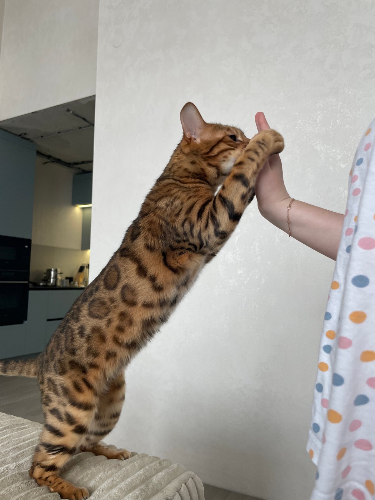 Morning pet interactions captured in Izhevsk household