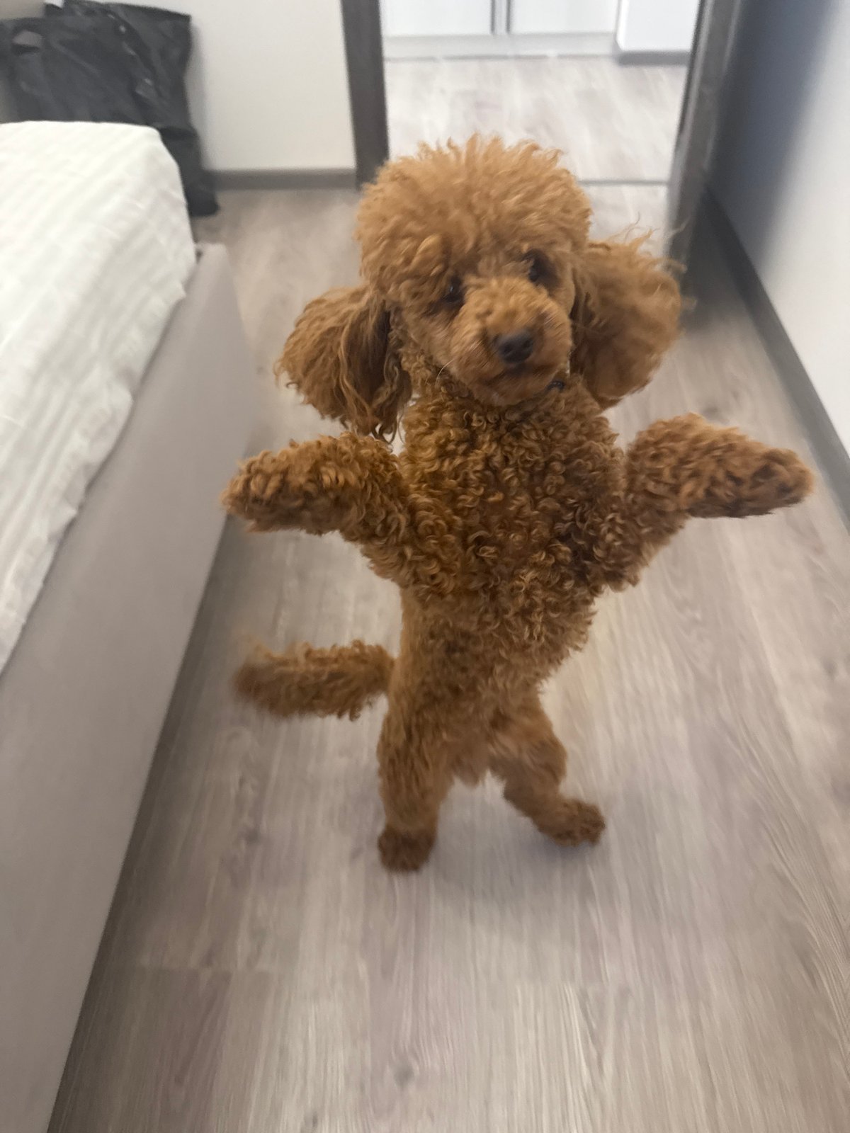 Woman and poodle share playful morning moments in Saint Petersburg