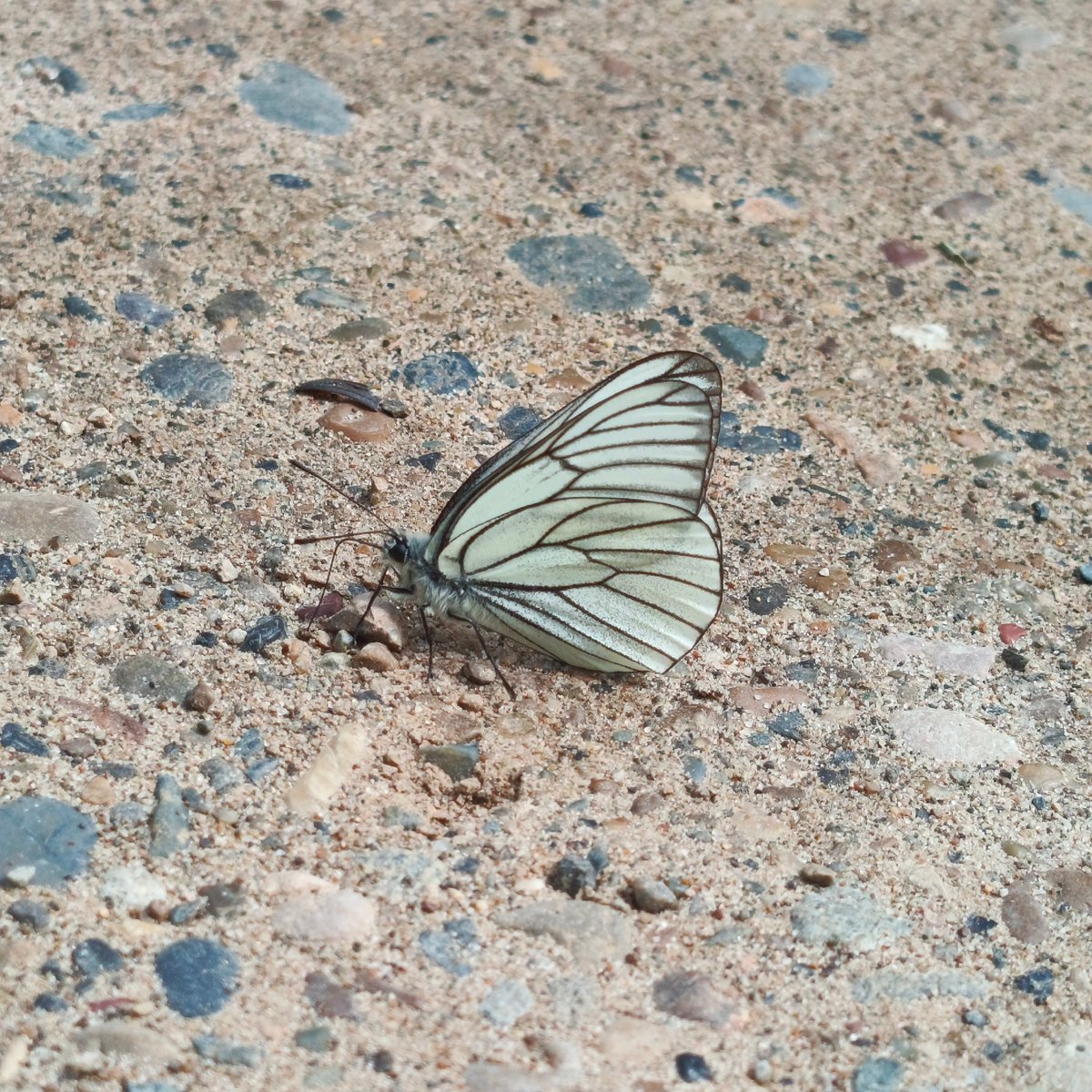 Black-veined White butterfly spotted resting in Markovskiy, Russia