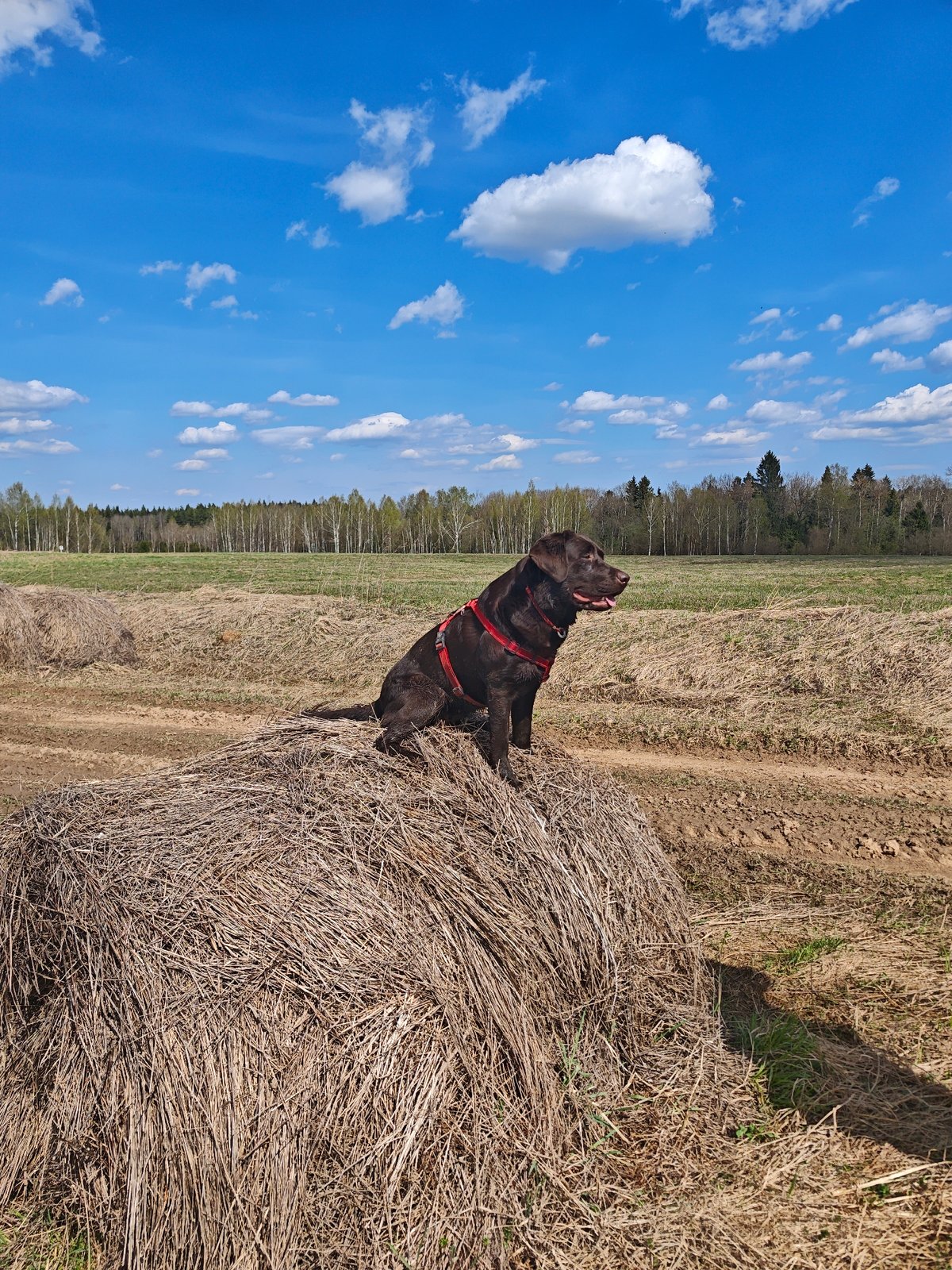 Chocolate Lab rests on haystack in Russian countryside