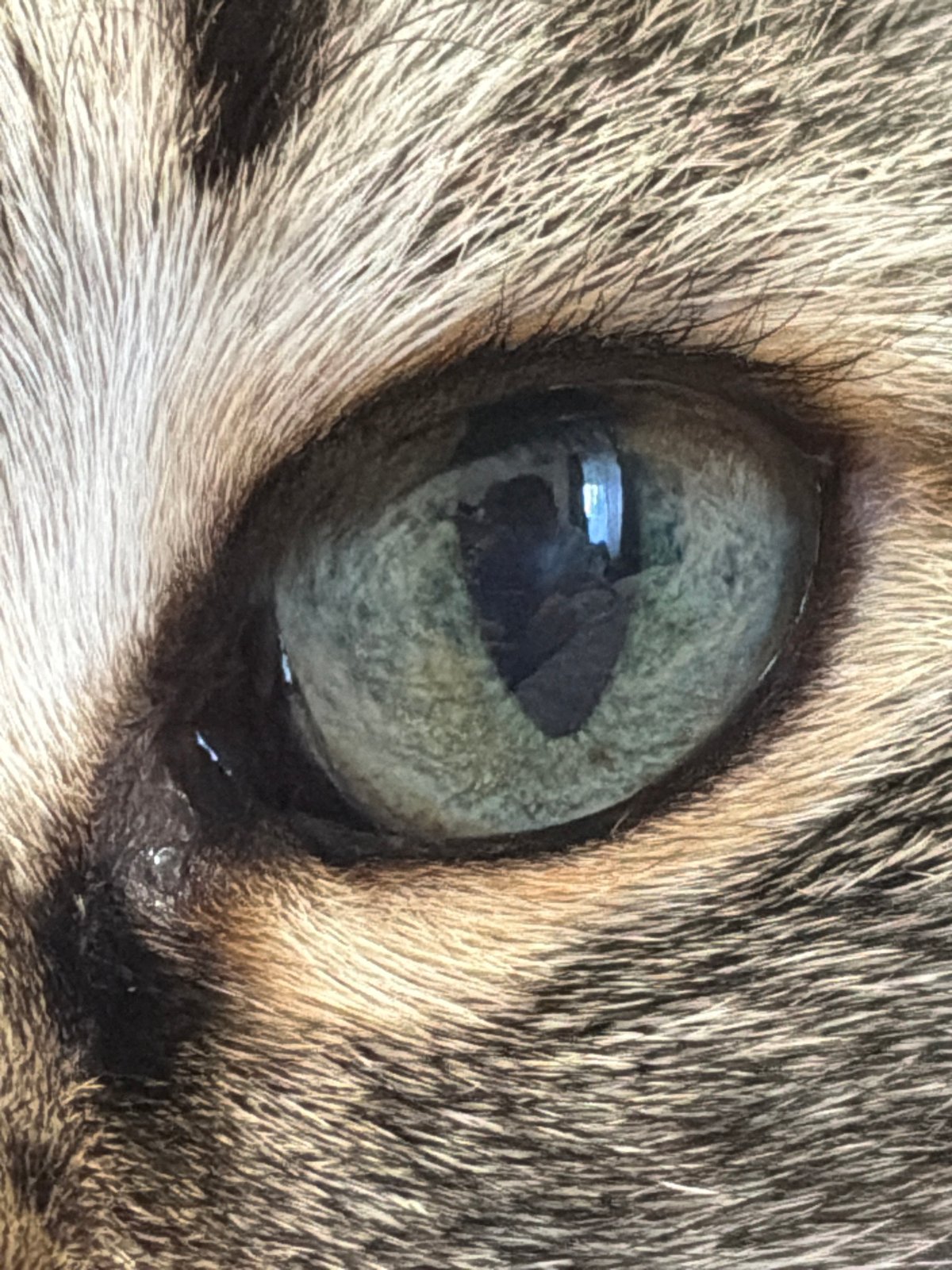Tabby cat photographed in close-up detail in Izhevsk