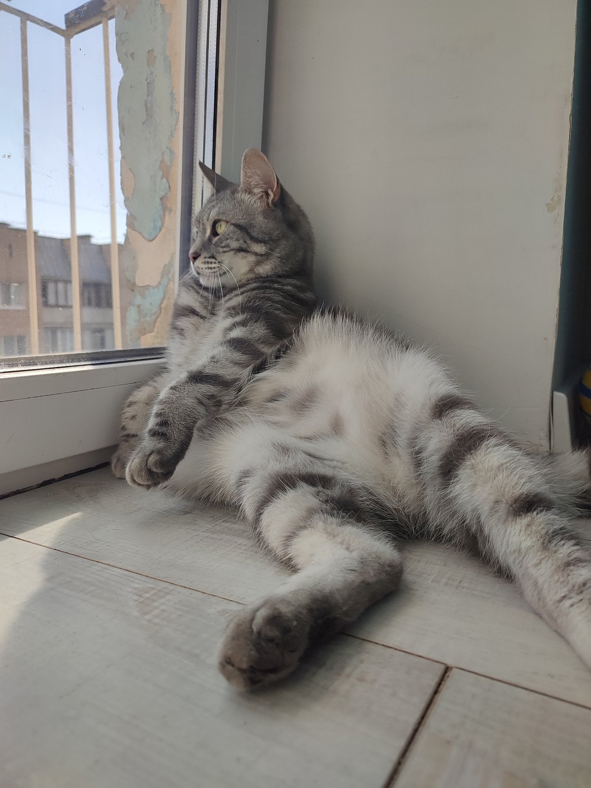 Cats, a dog, and a kid sharing a Saratov apartment morning