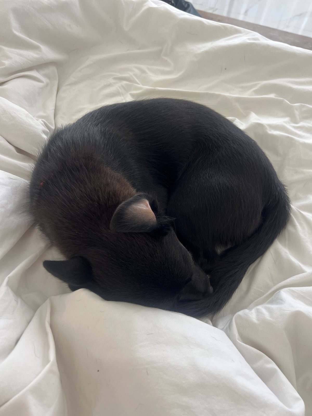 Small black animal observed sleeping curled on white bedding