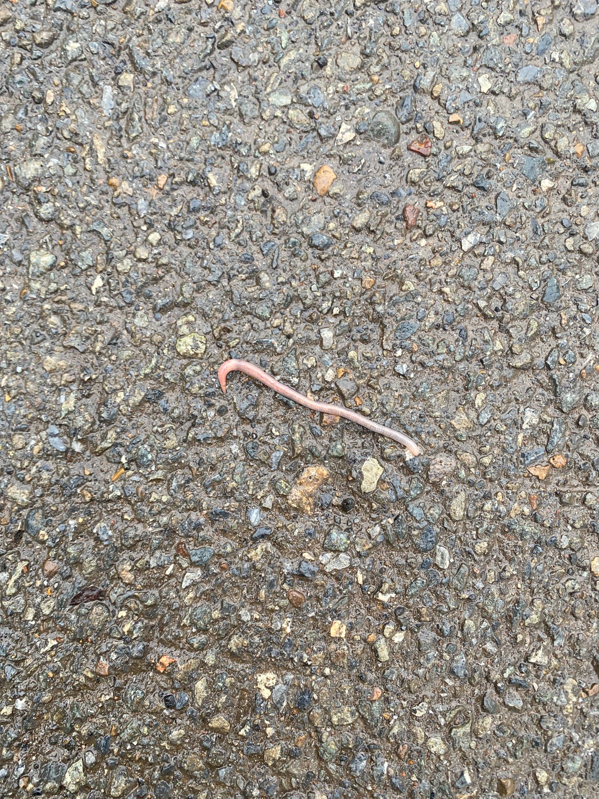 Pink earthworm spotted on damaged wet asphalt in Russia
