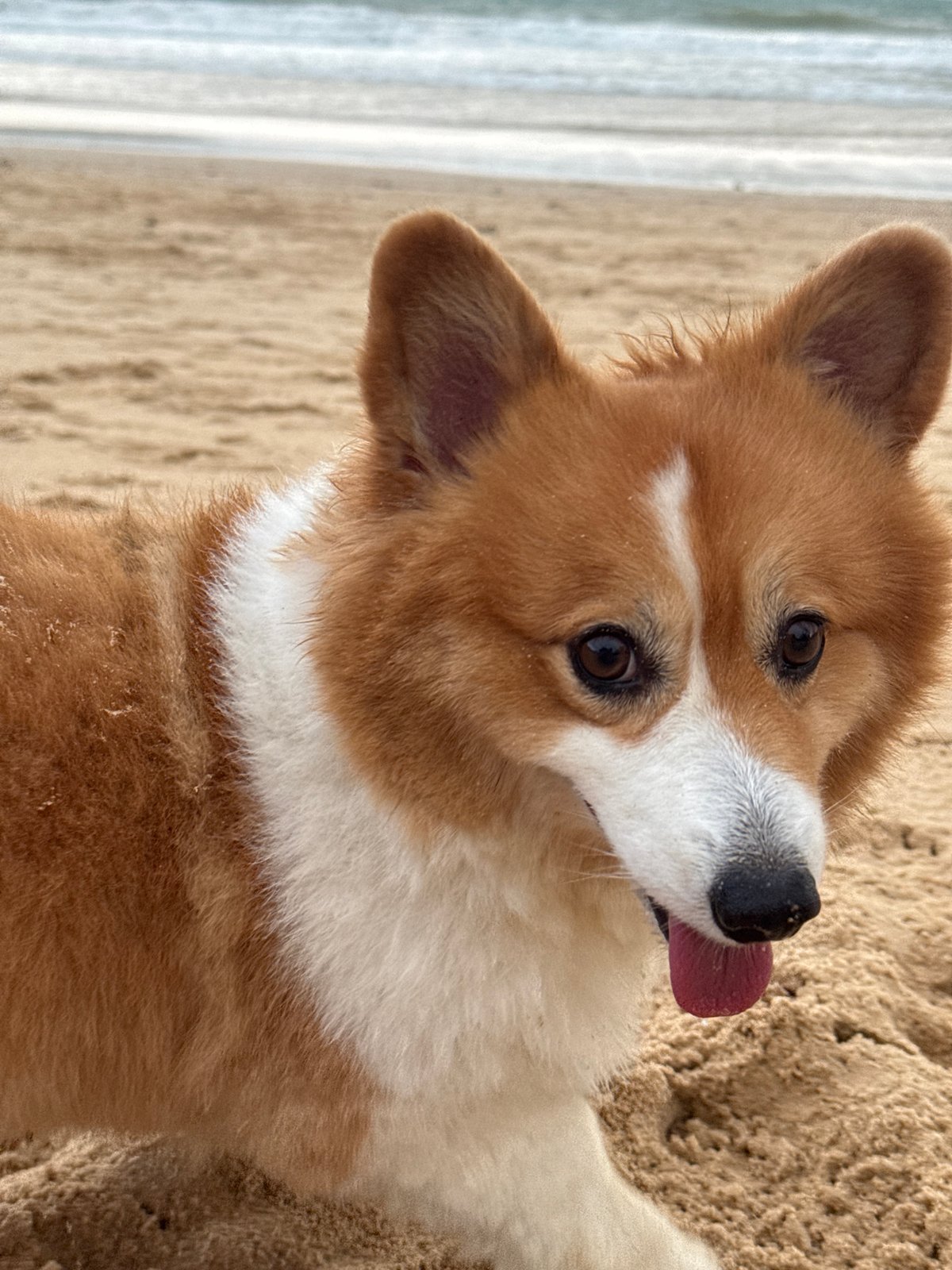 Corgis, kites, and a relaxed morning at Rawai Beach