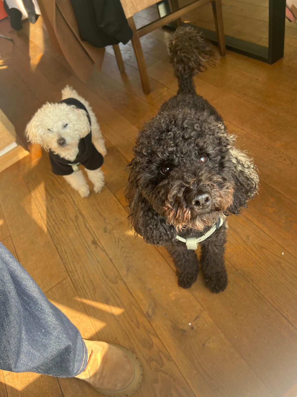 Poodles play indoors with owner in Sofia home