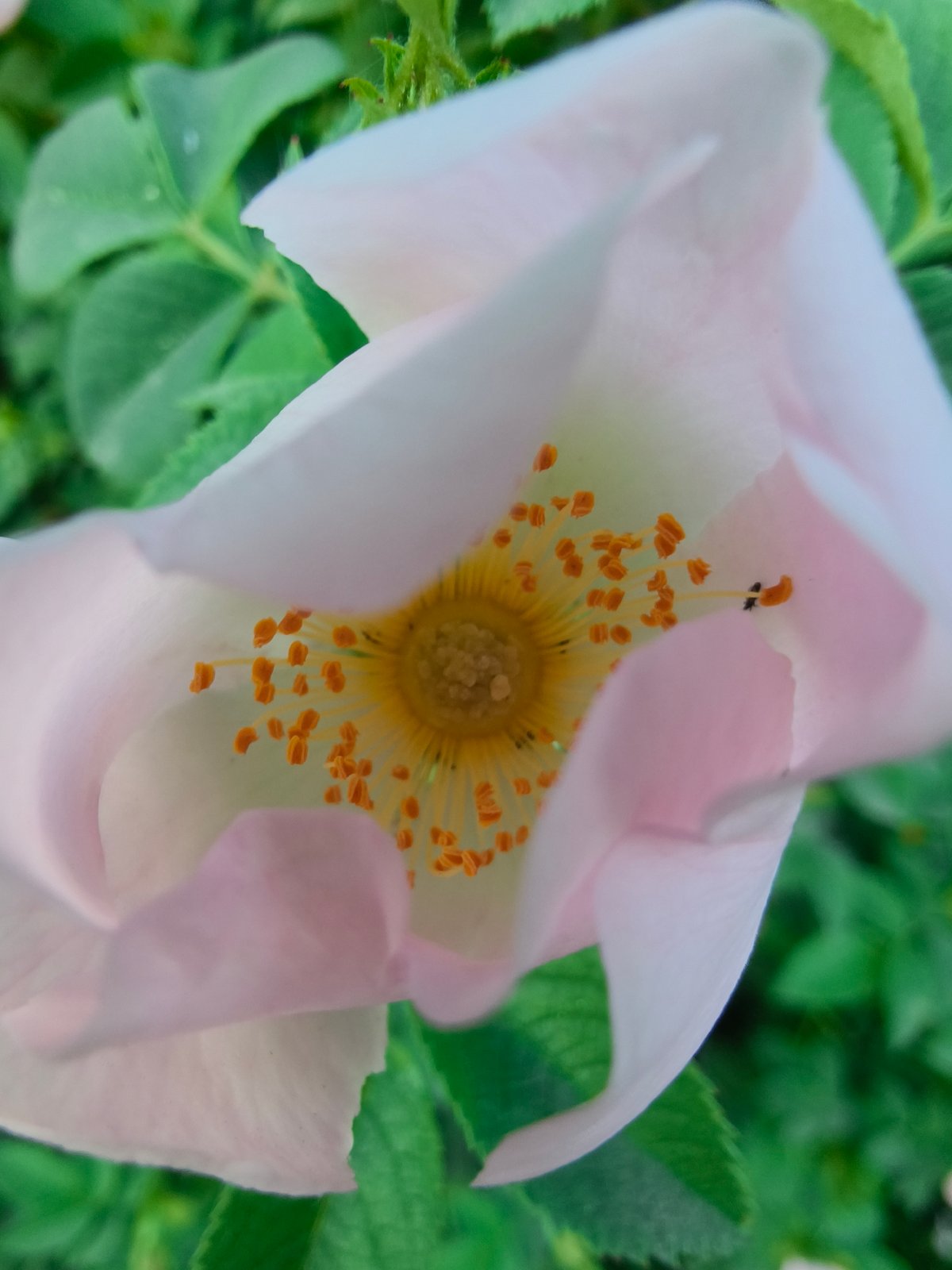 Spring flower documentation captured in Kryvyi Rih park setting