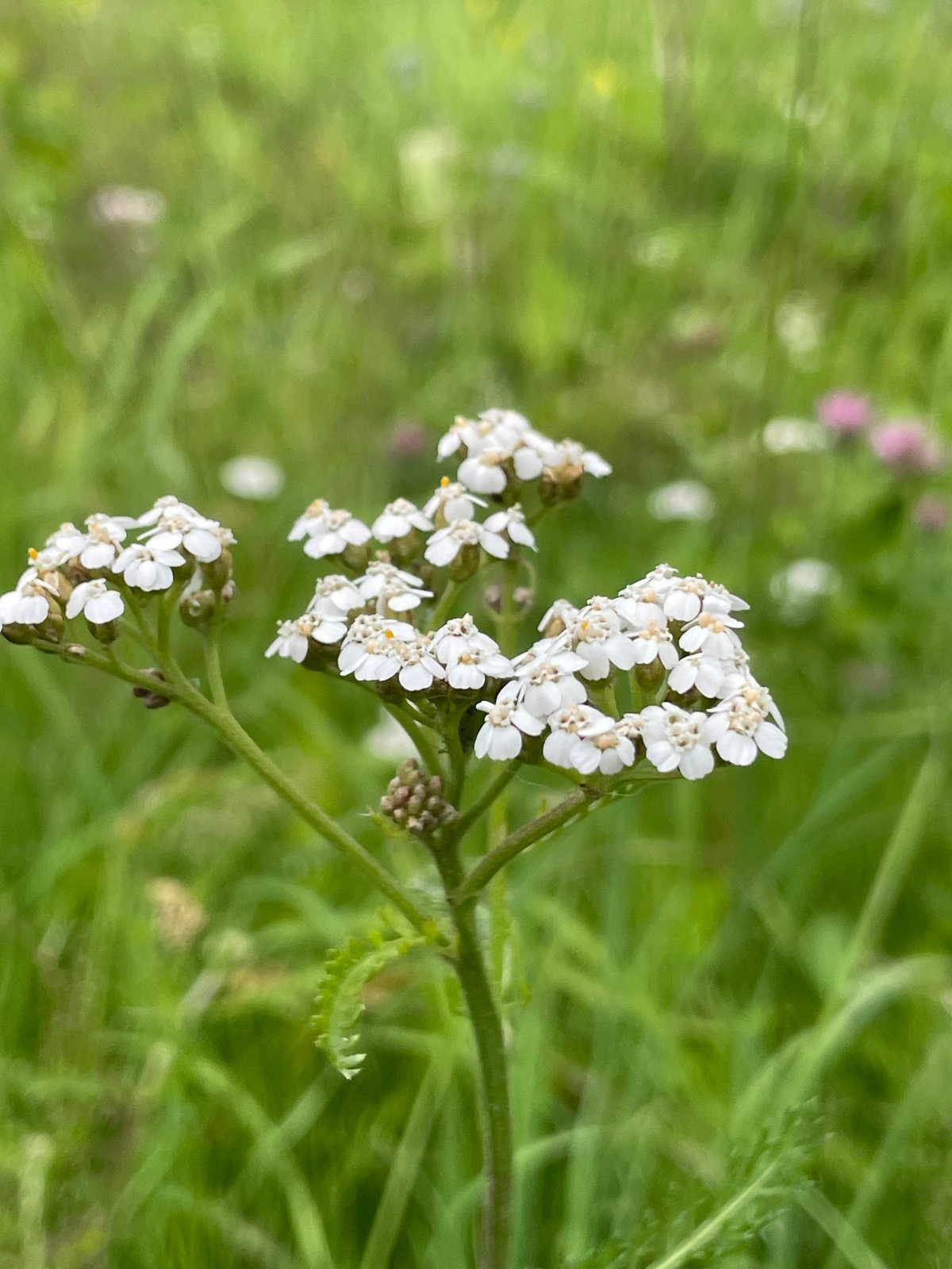 Cats, wildflowers, and a lazy summer morning in rural Russia