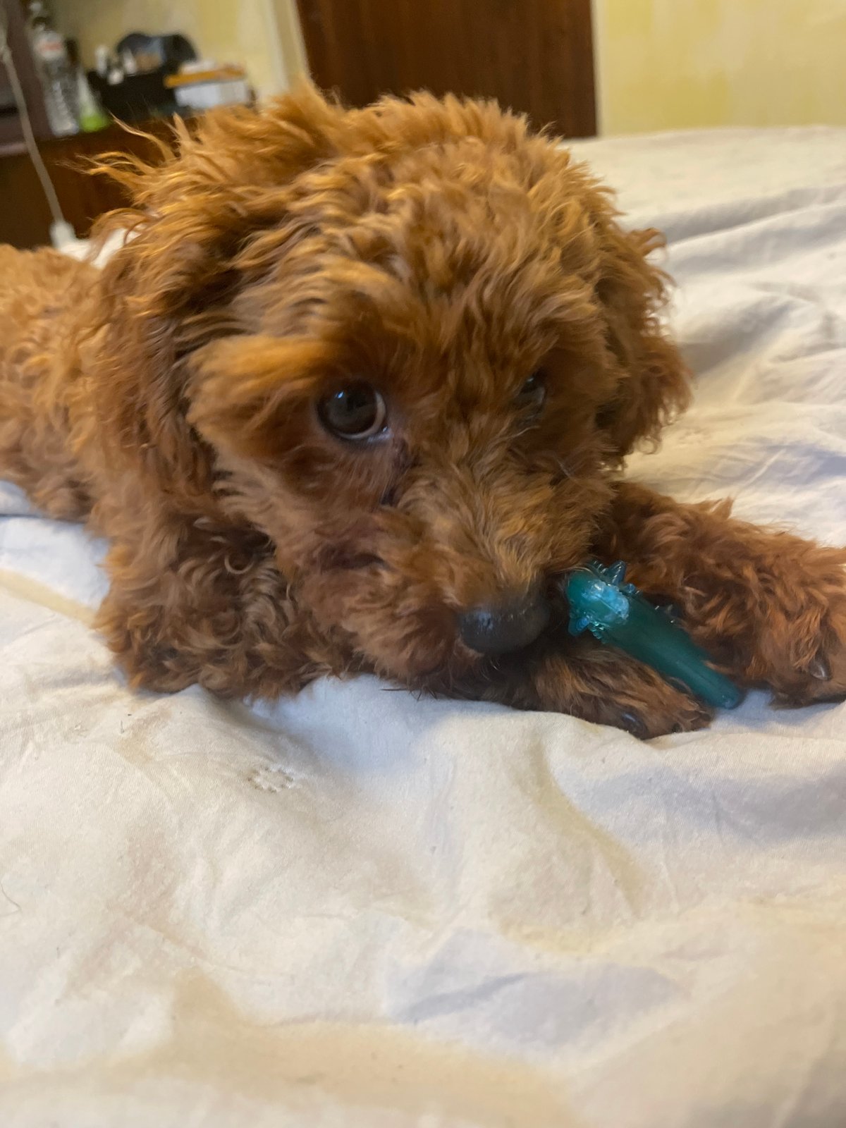 Sofia resident spends afternoon with poodle puppy, captures garden blooms