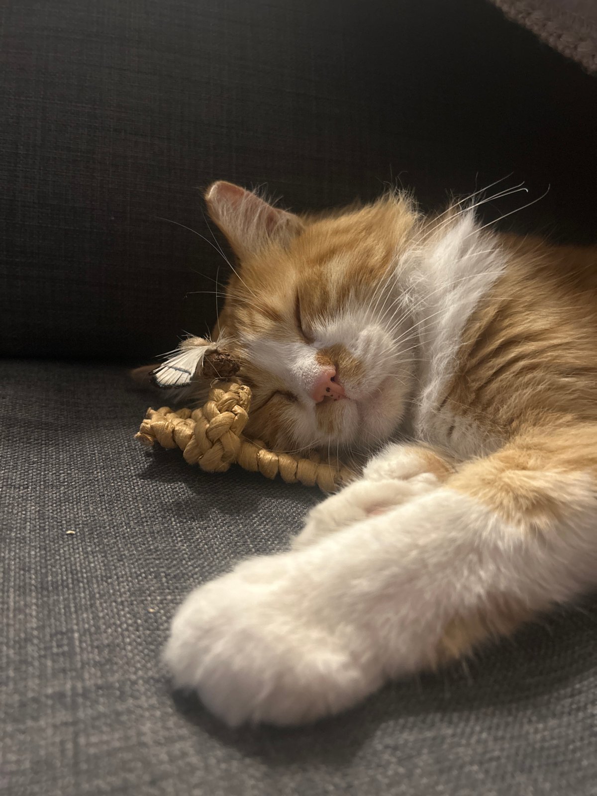 Harnessed orange cat observed sleeping and roaming indoors