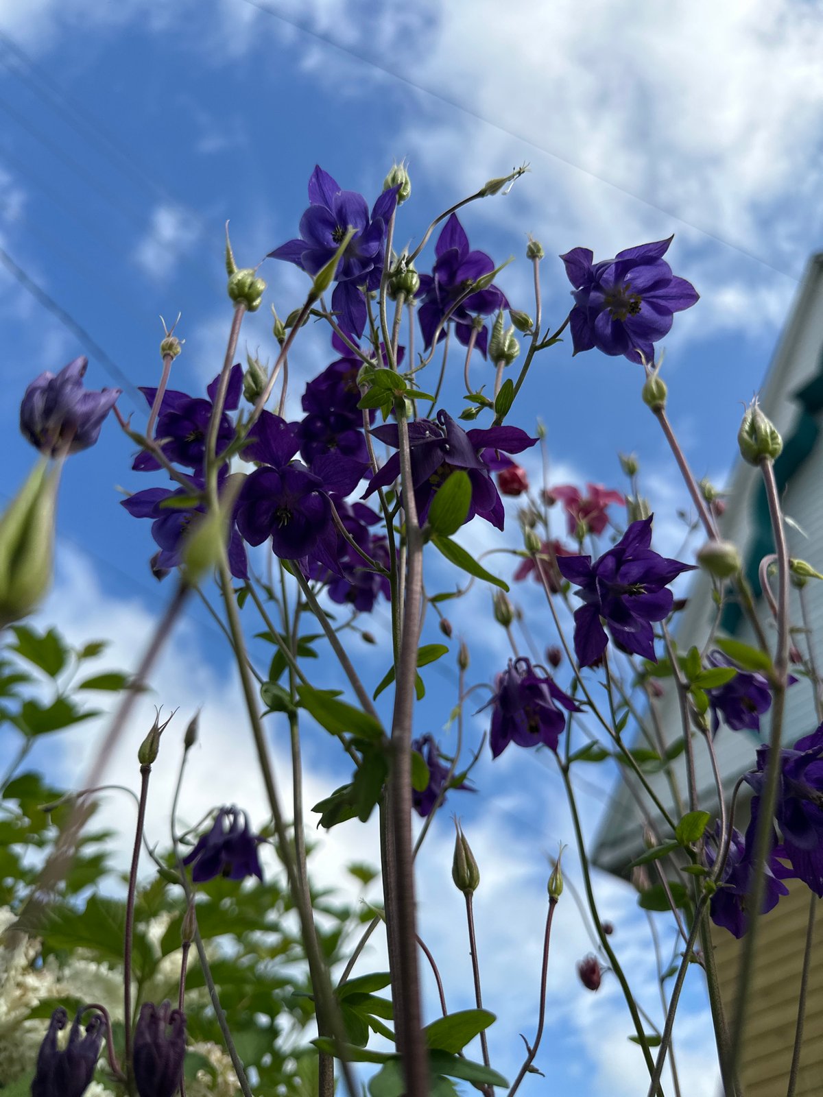 Early morning garden documentation captures blooming flowers and curious cat