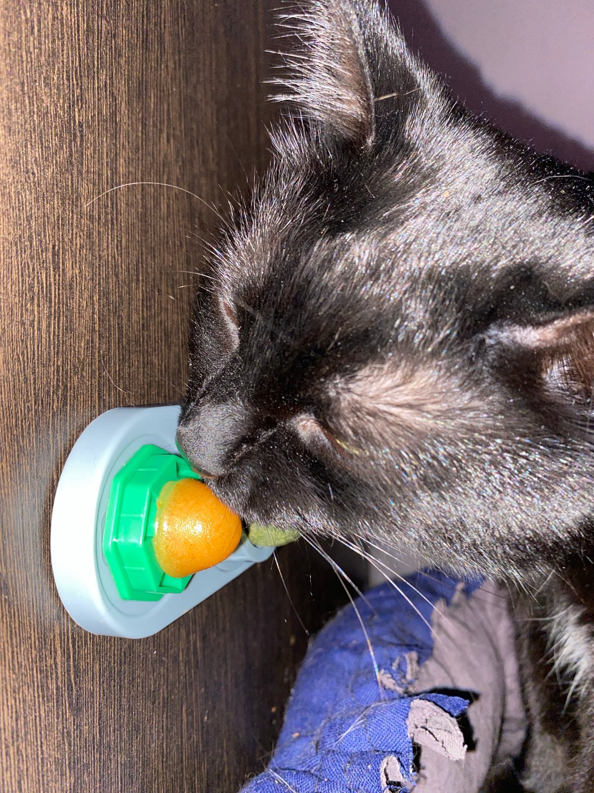 Black cat enjoys treats and playtime in Chaikovsky home