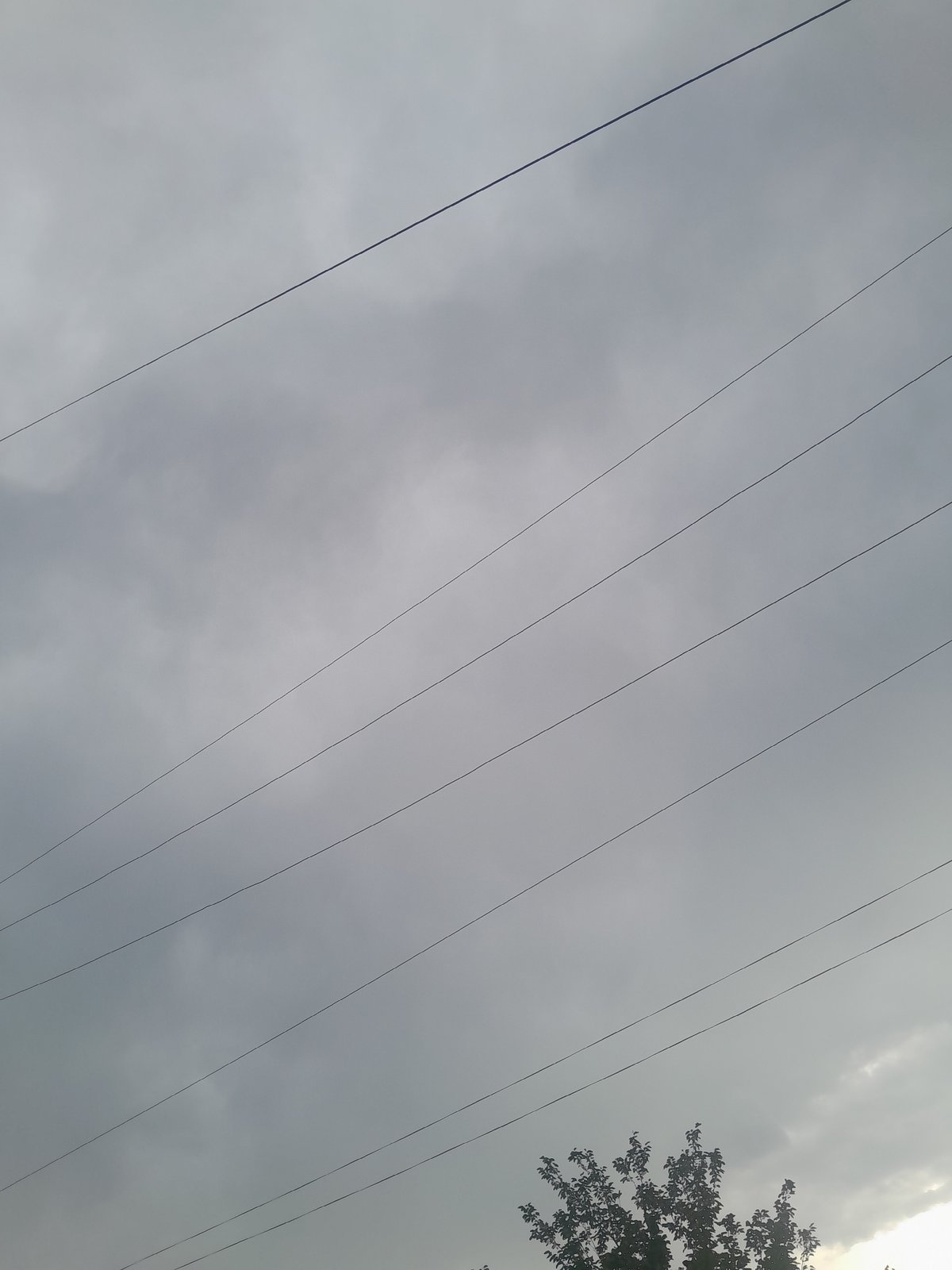 Observer documents overcast afternoon scenes with power lines, jade plant