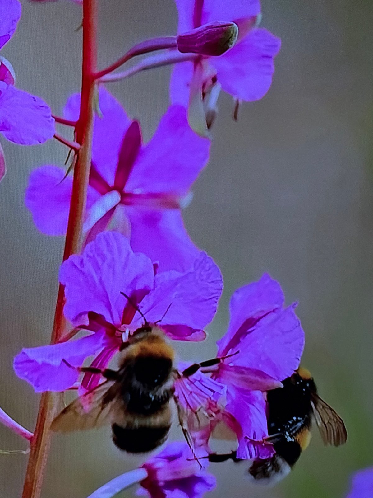Backyard nature close-ups: bees, butterflies, and flowers in Krasnokamsk