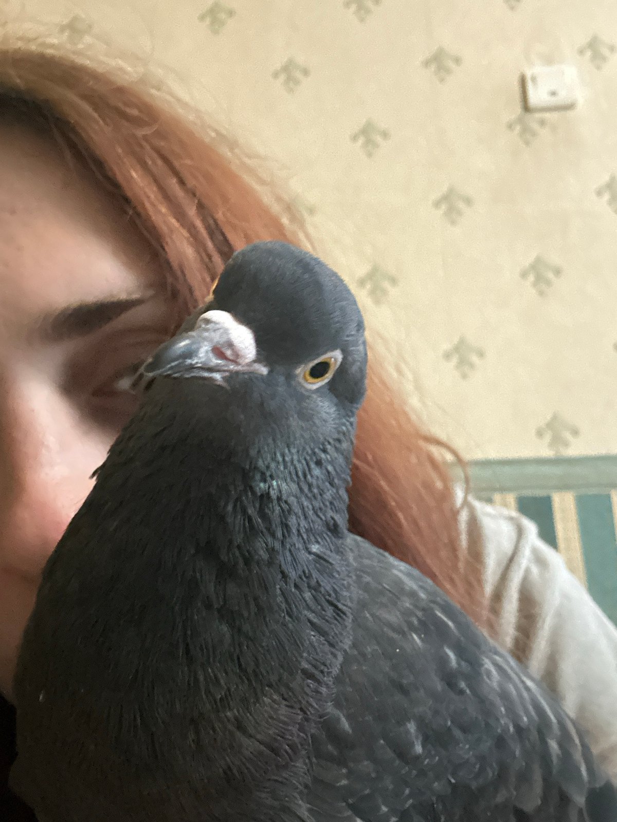 Pigeon, Sphynx cat, and their owner at home in Togliatti