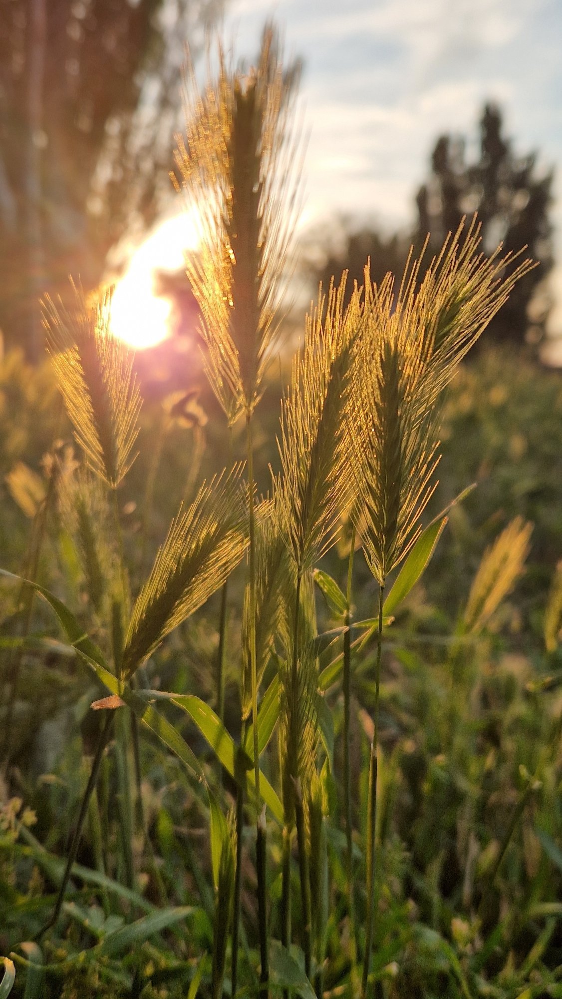 Golden Hour Moments Captured Across Multiple Locations