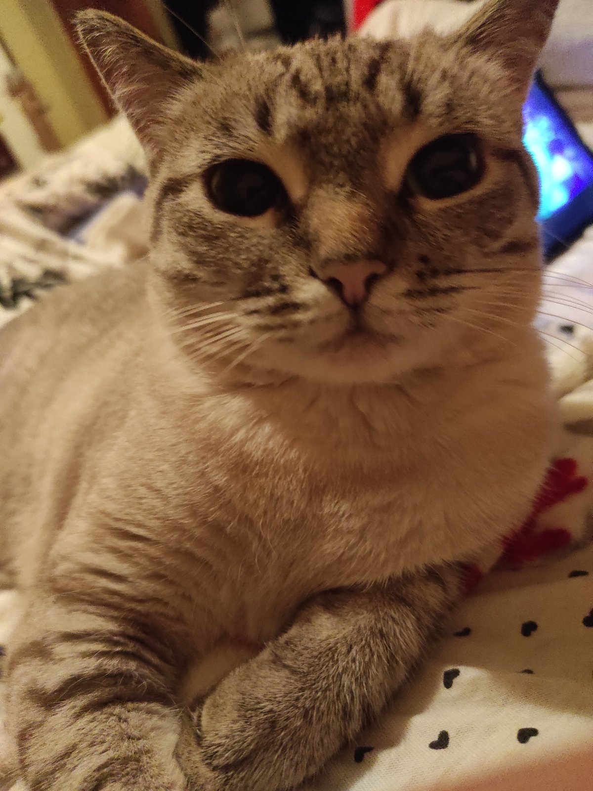 Tabby cat relaxes on a blanket in Poltava