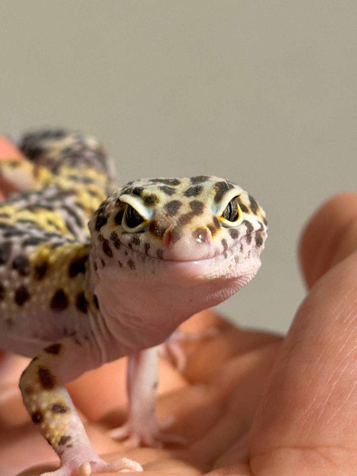 Pet gecko photographed in hand in Izhevsk