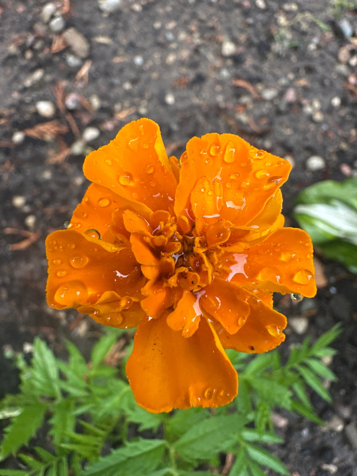 Rain-kissed garden flowers in close-up, Vilnius
