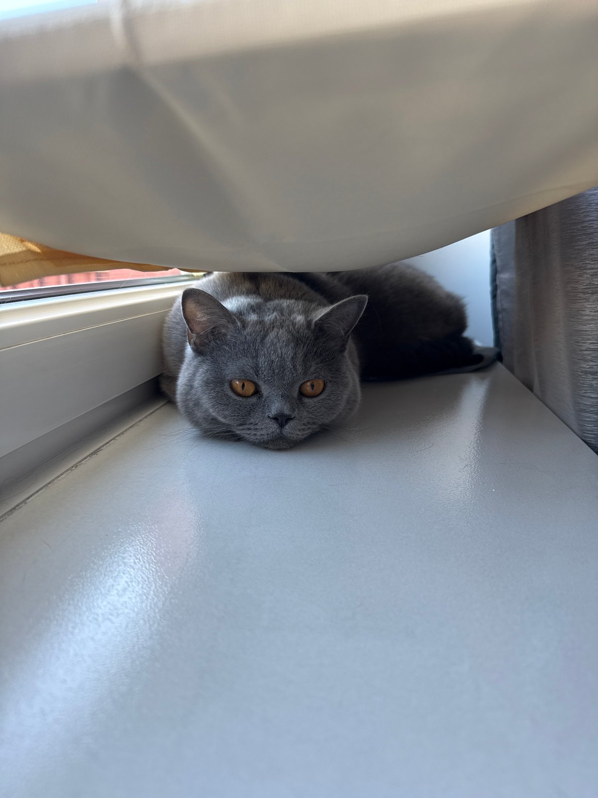 British Shorthair by the window, Zielona Góra apartment