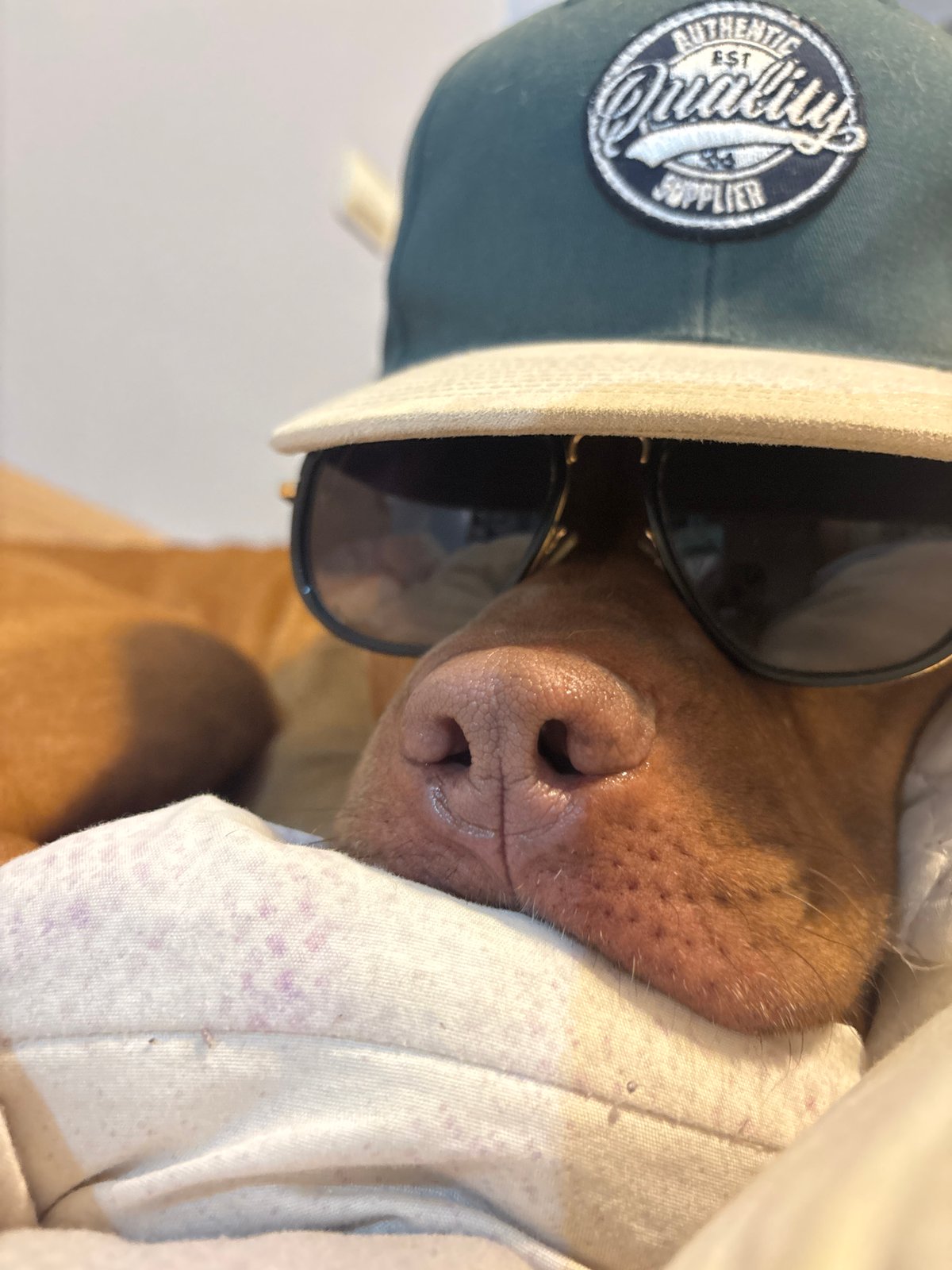 Dog rests peacefully indoors in Sofia, Bulgaria