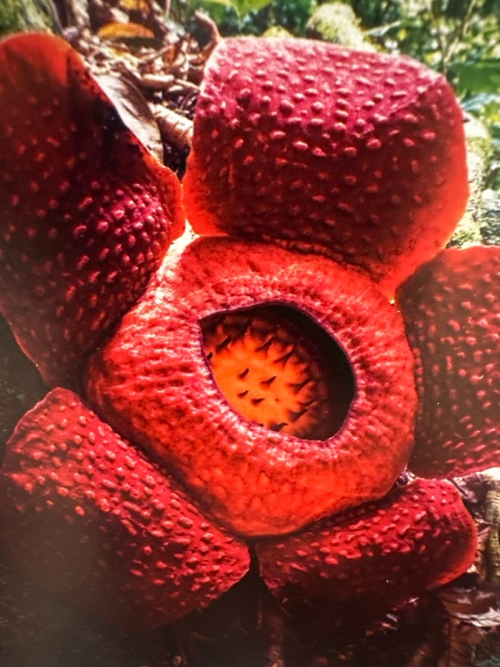 Diverse cultural and natural subjects documented in Budva