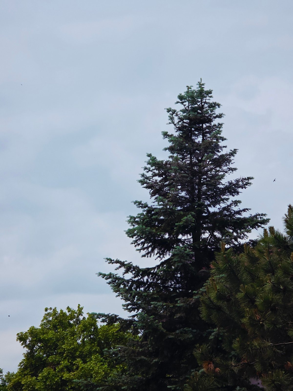 Morning nature observations capture birds, planes, clouds, flowering trees