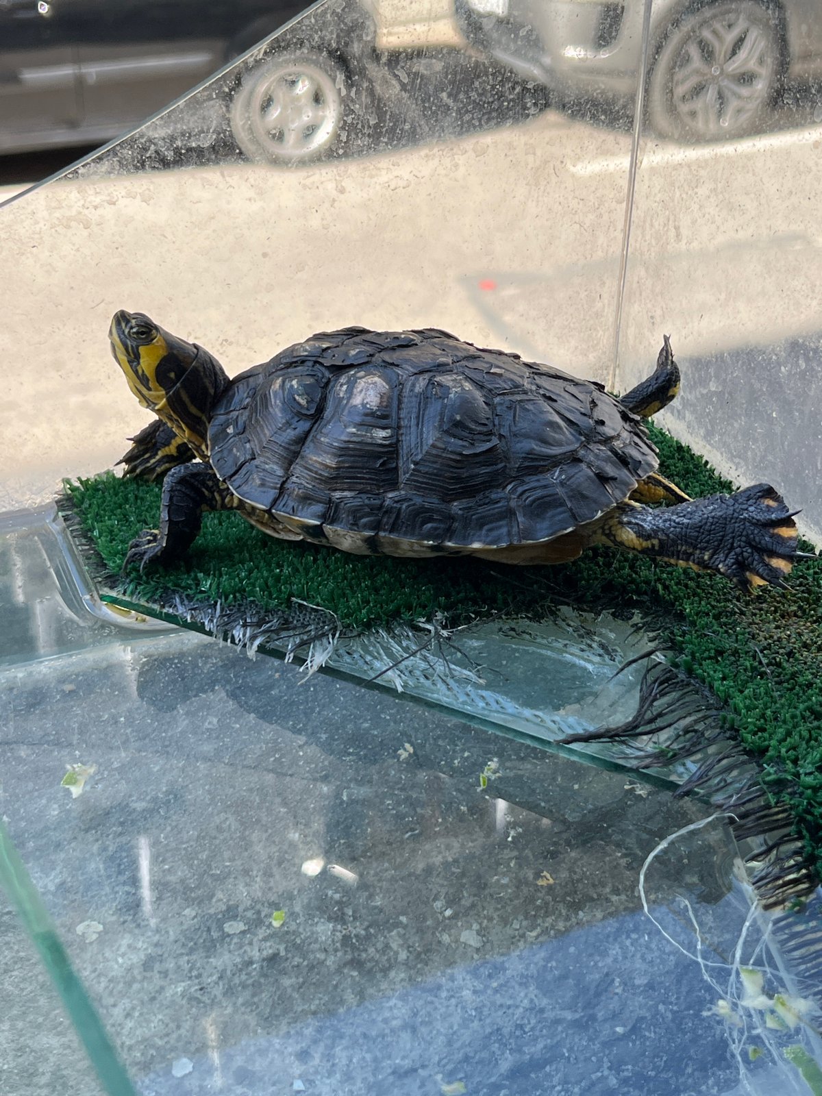 Afternoon in Sofia: shop selfies, pet turtles, and everyday details
