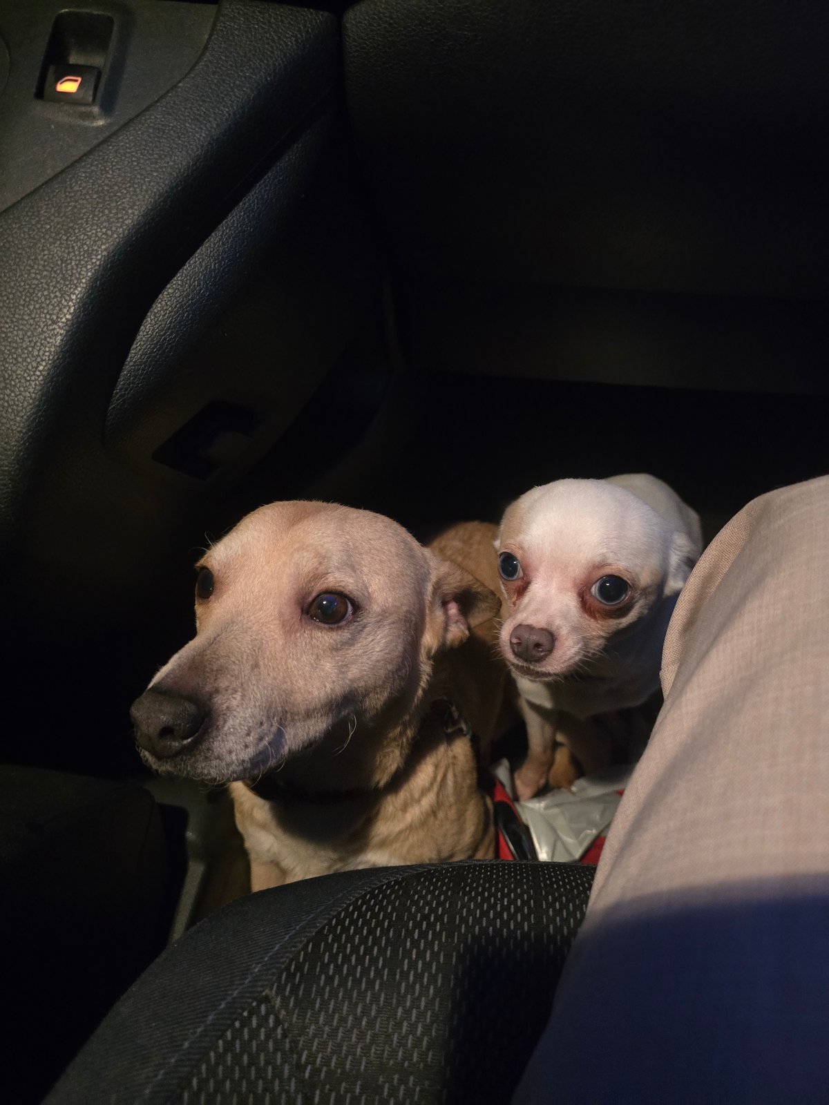 Two dogs spotted in car passenger seat in Leers