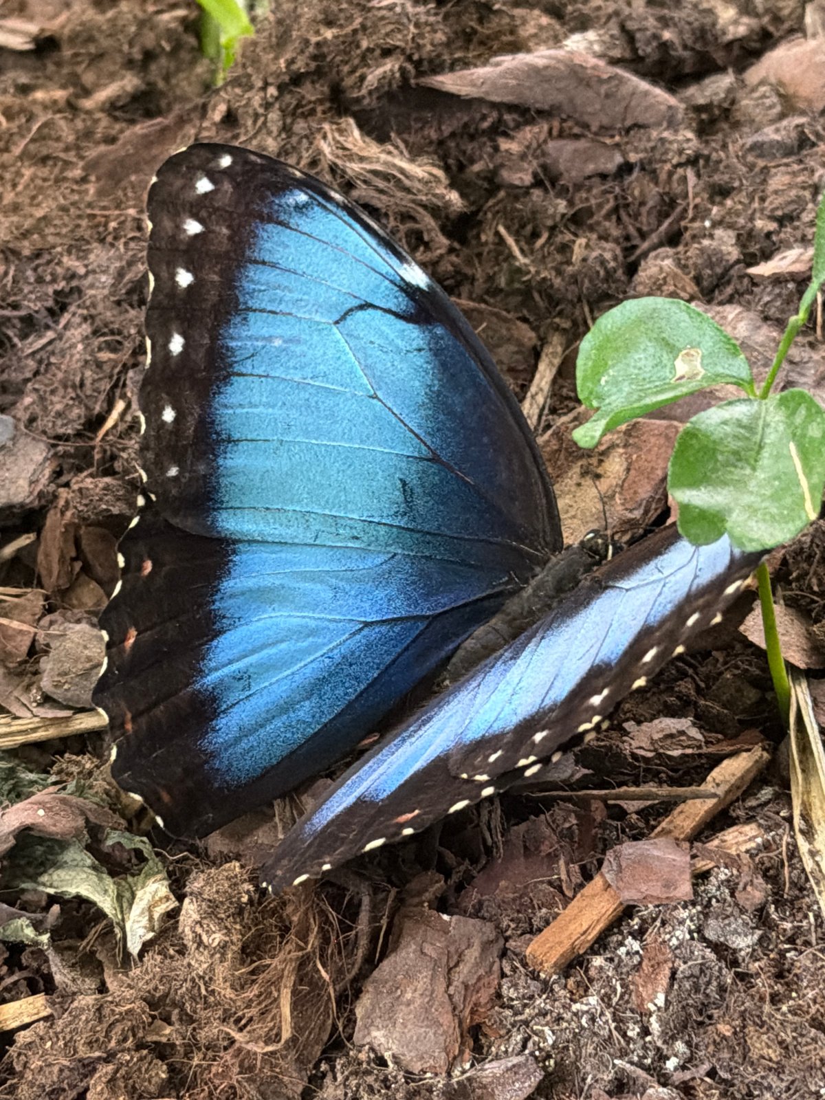 Butterfly enthusiast documents diverse species in Plovdiv garden