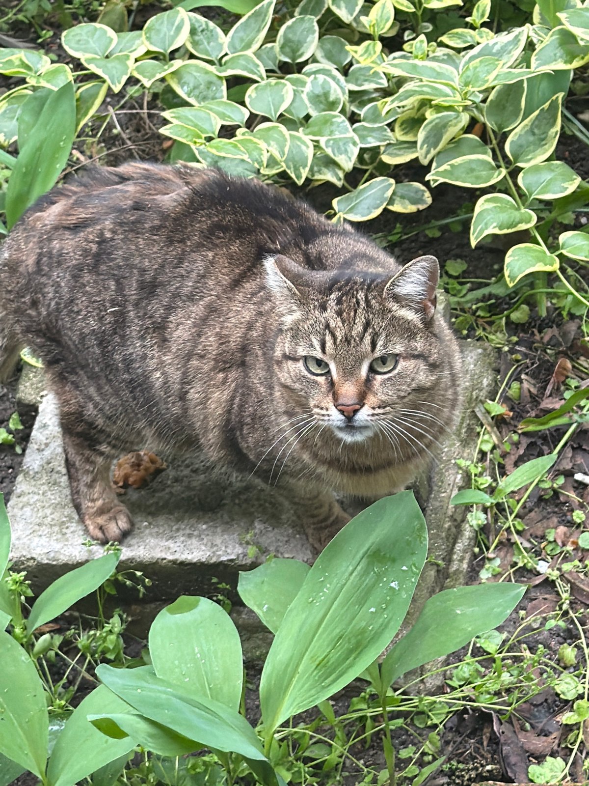 Cats spotted across Plovdiv locations within minutes