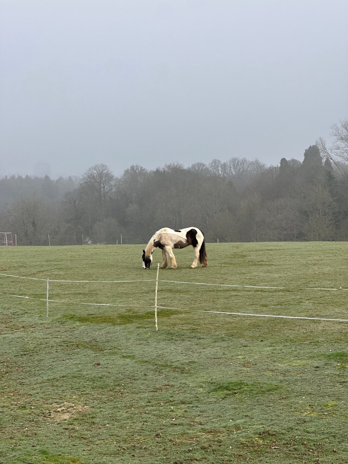 Quiet morning moments captured around Tunbridge Wells countryside