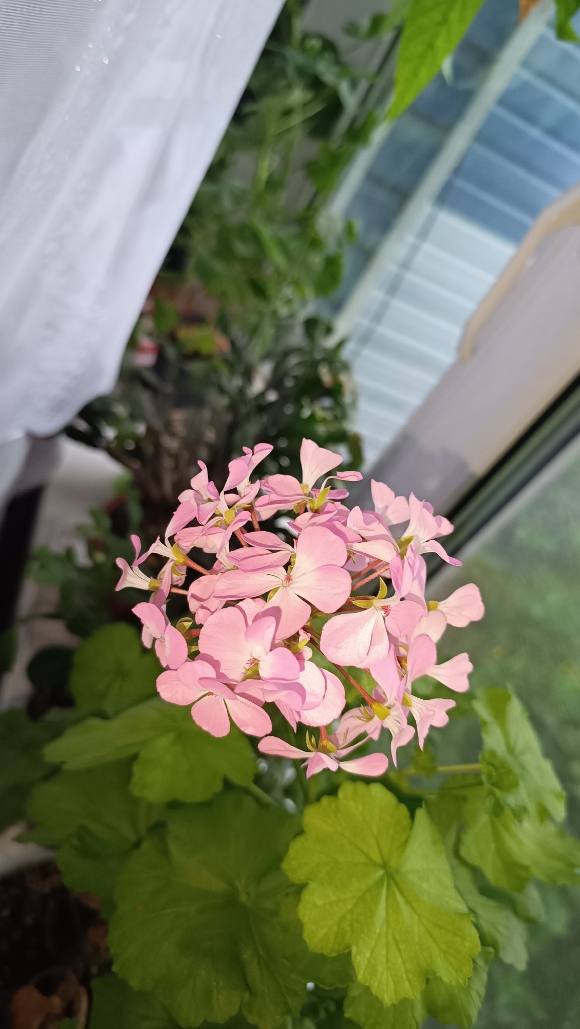 Flowers, eggs, and a spider — quiet home scenes from Karsha