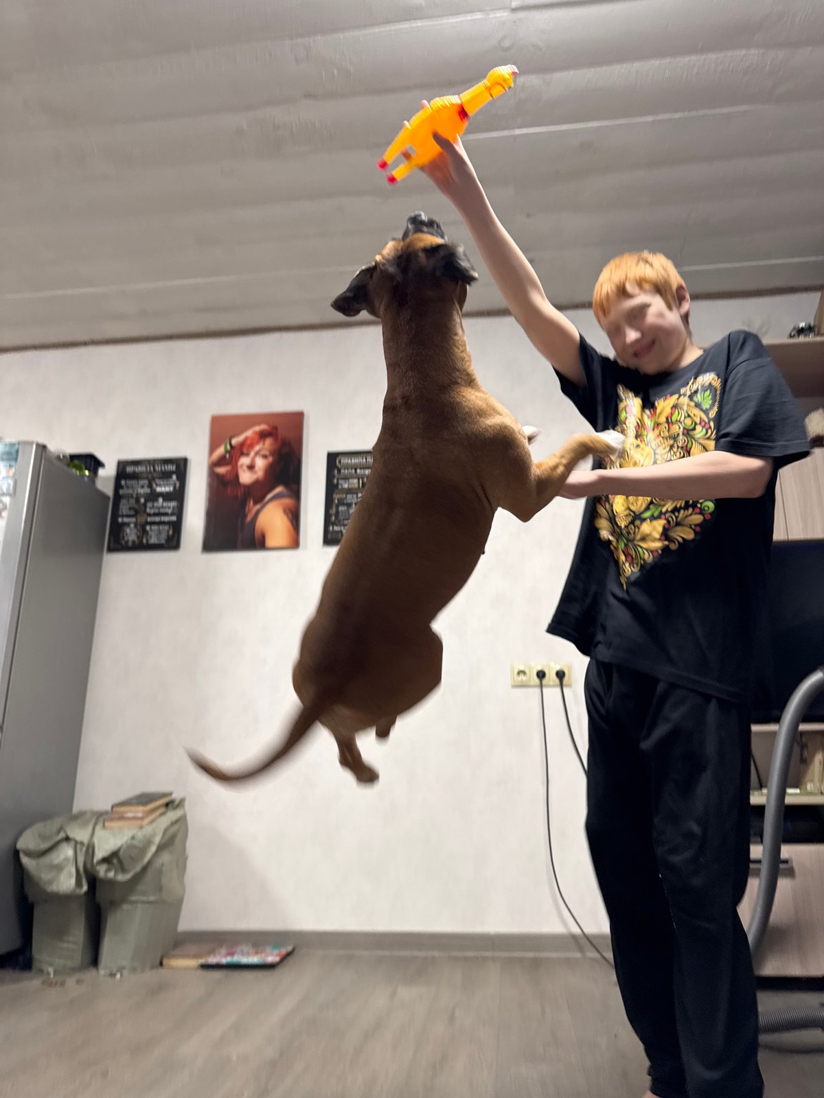 Family plays with boxer dog using rubber chickens in Chaikovsky