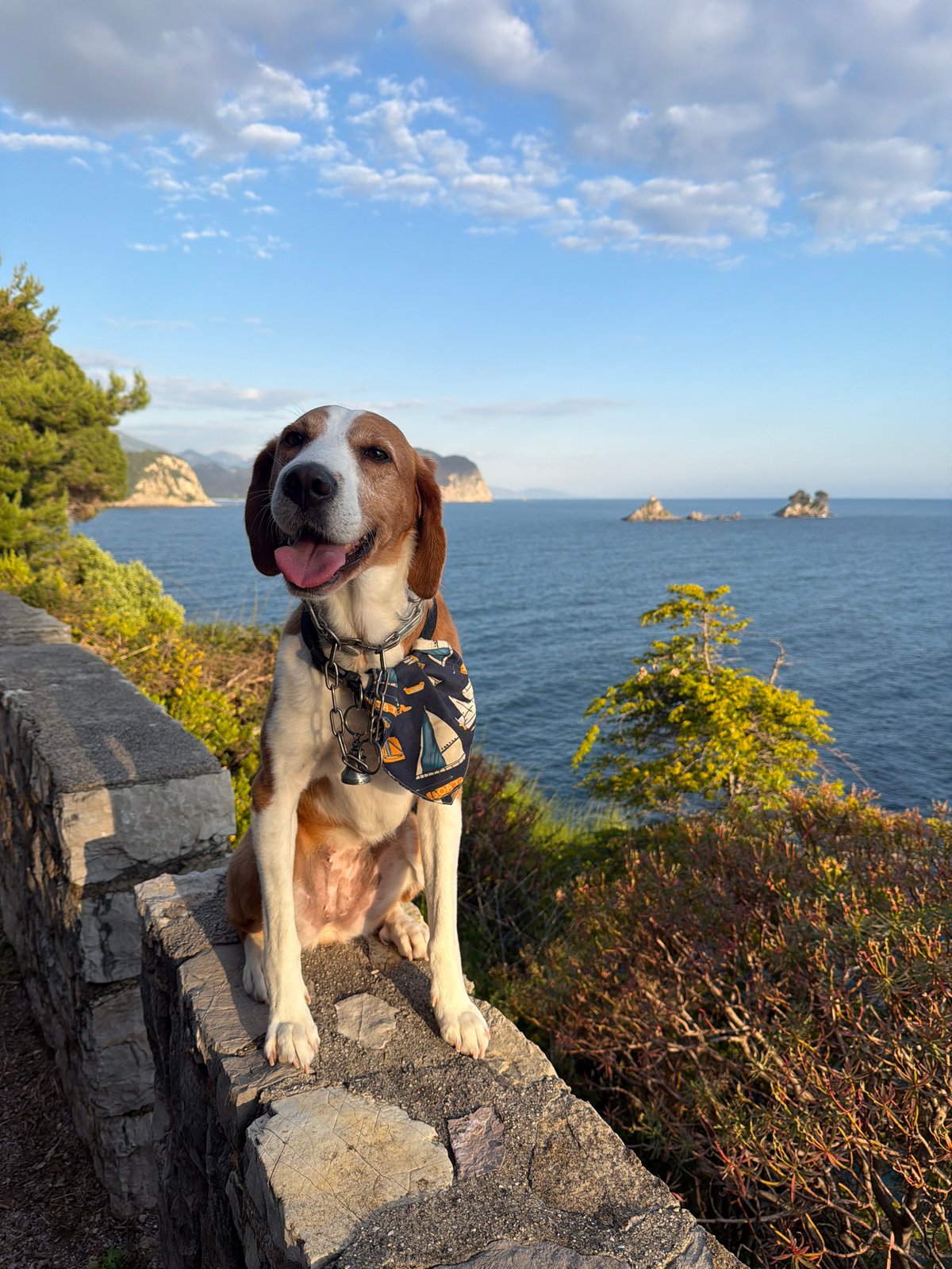 Dog relaxes on stone wall in Montenegro coastal town