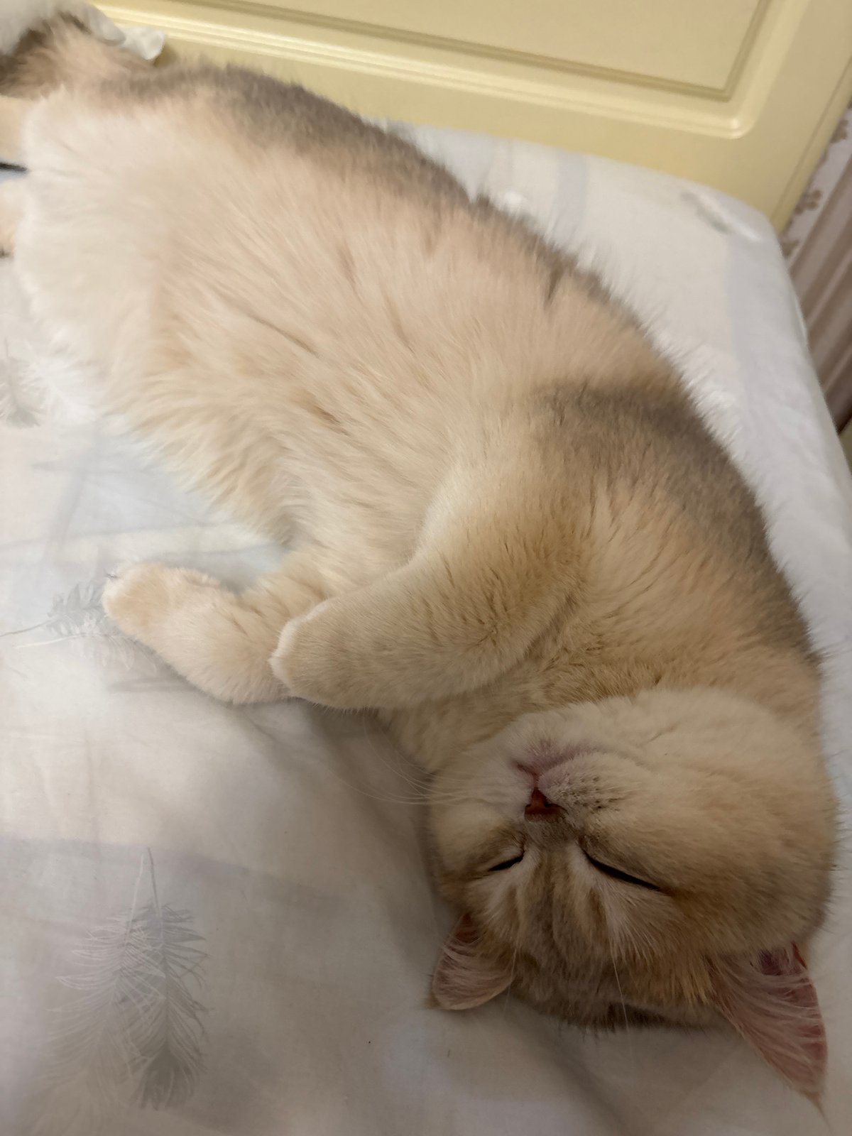 Selfie session with cat documented in Chaikovsky apartment