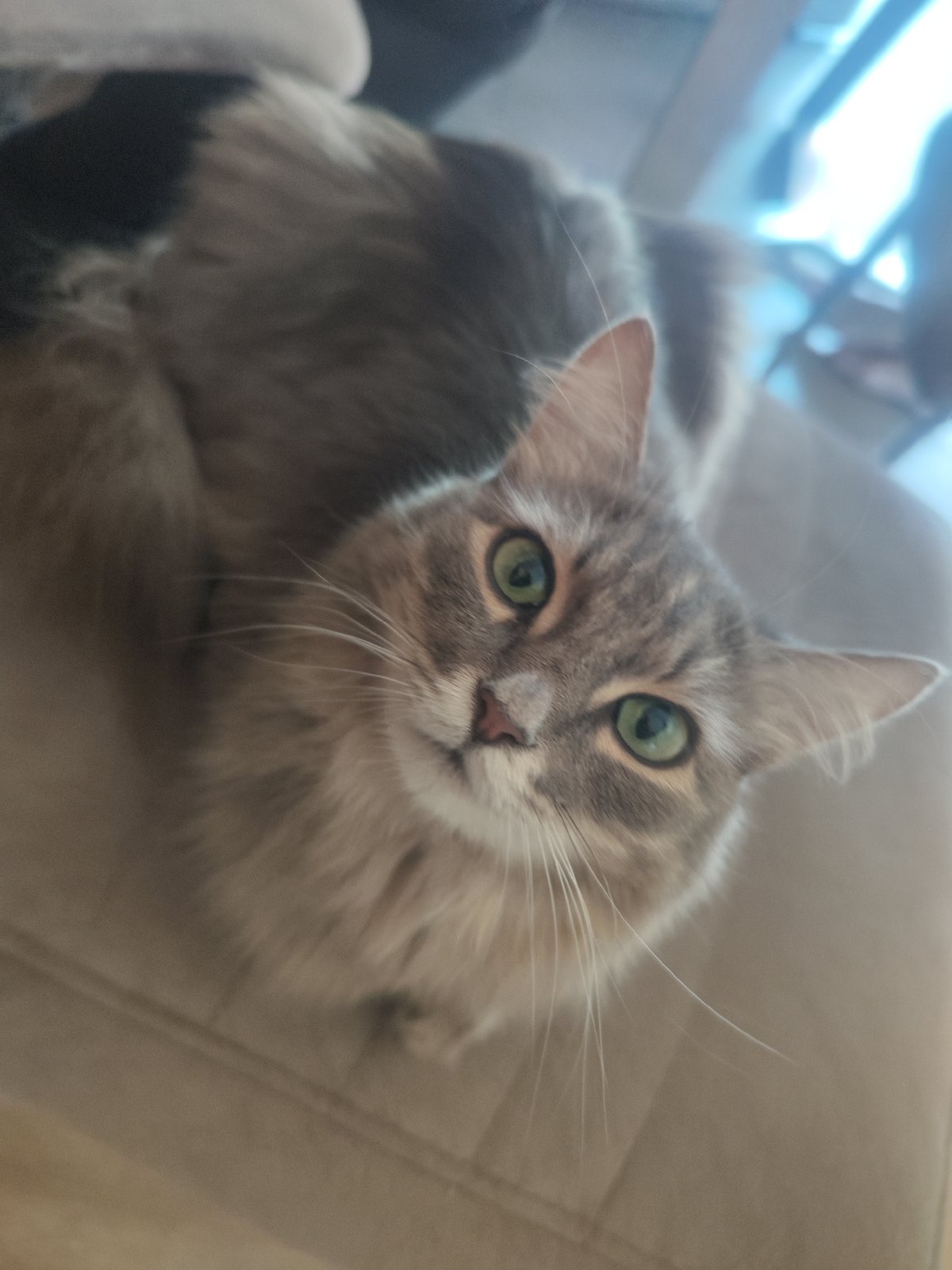 Grey tabby cat photographed indoors in Chaikovsky, Russia