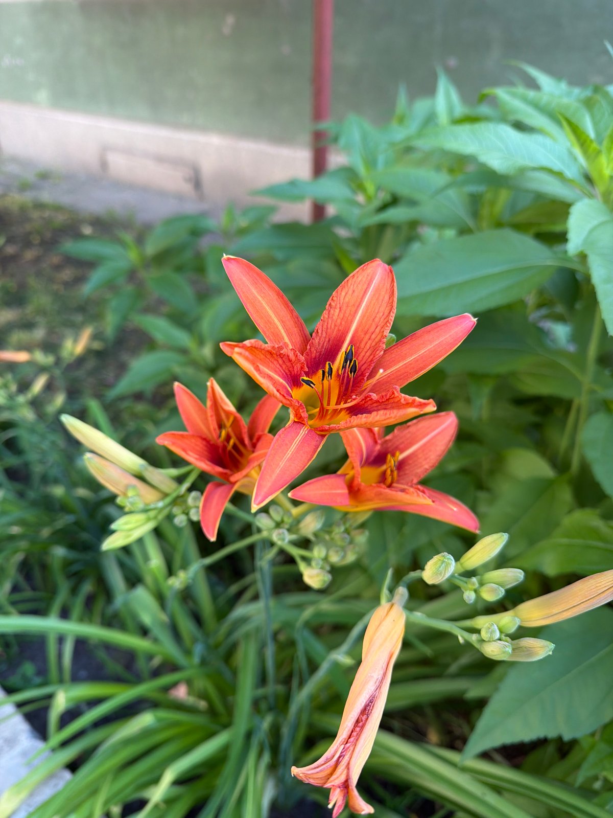 Dawn park maintenance and flower blooms documented in Sofia