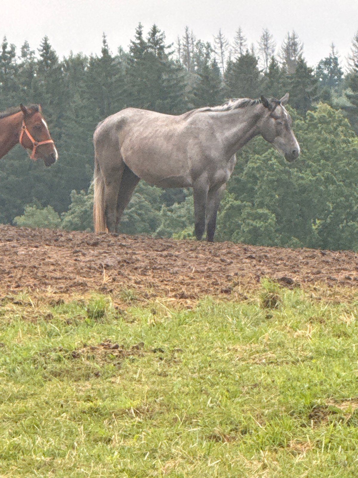 Lazy Sunday in rural Lithuania: horses, home details, and casual snaps