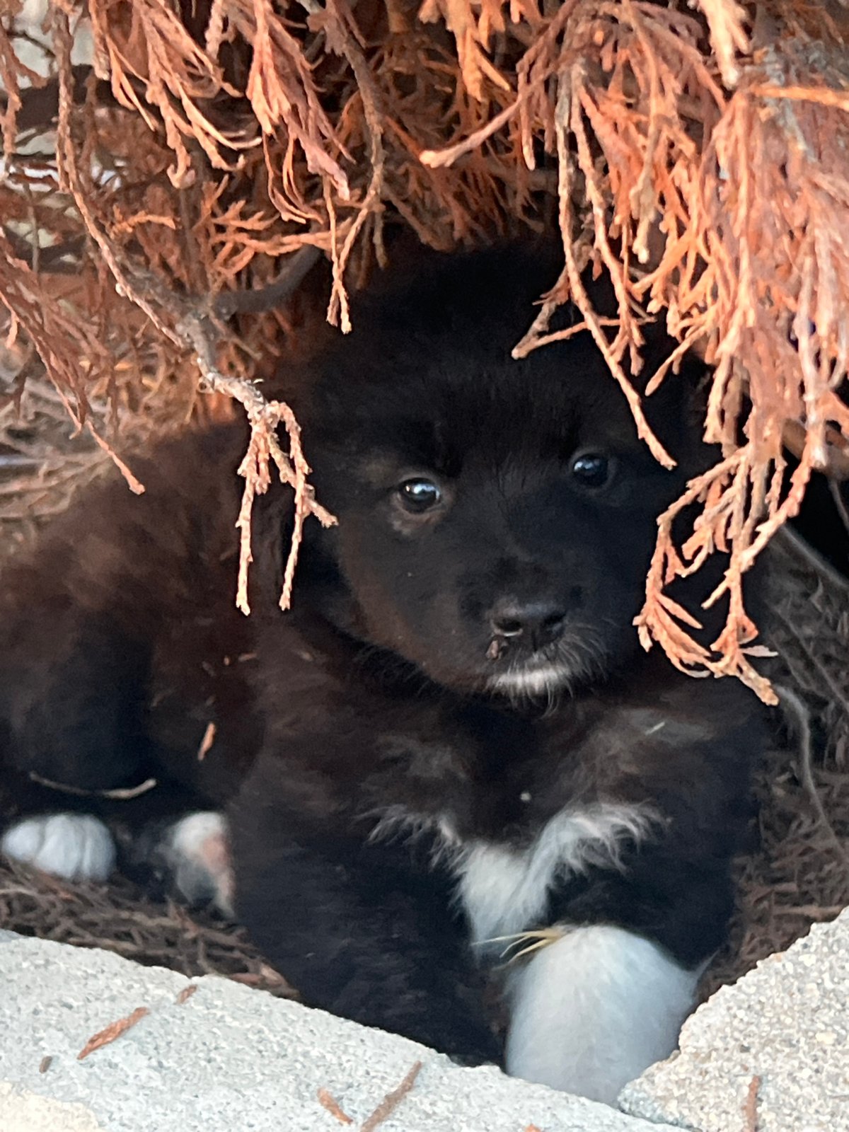 Puppy spotted during dramatic sunset in Markovo, Bulgaria