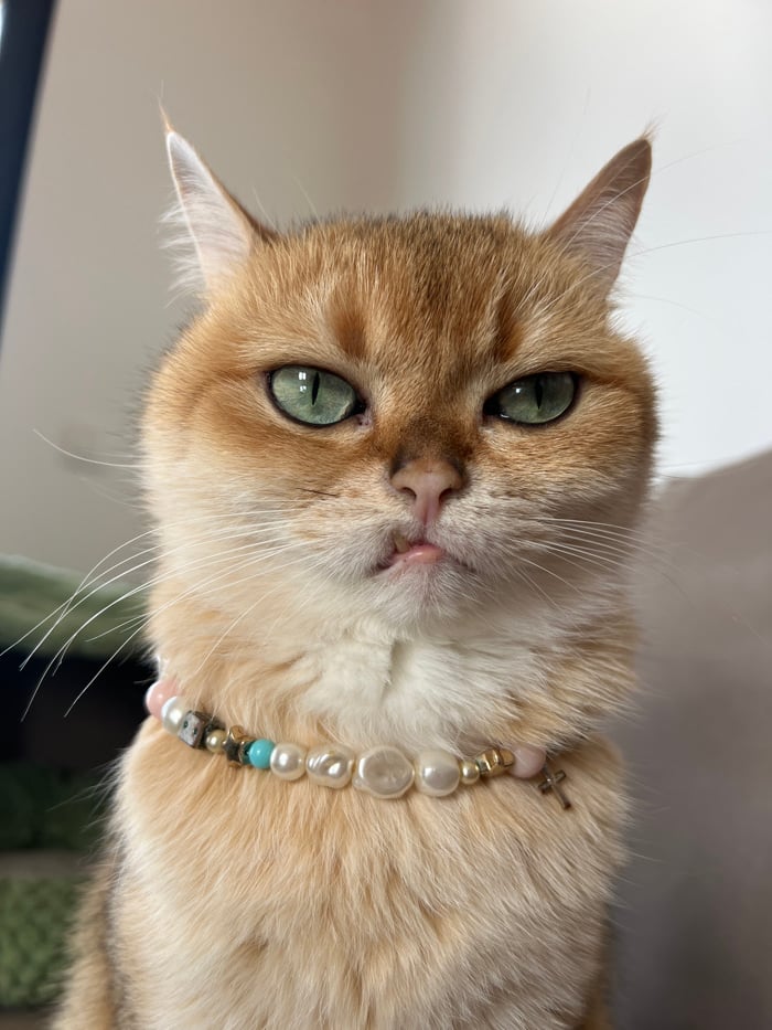 Cat photographed in multiple Montenegro locations during afternoon session